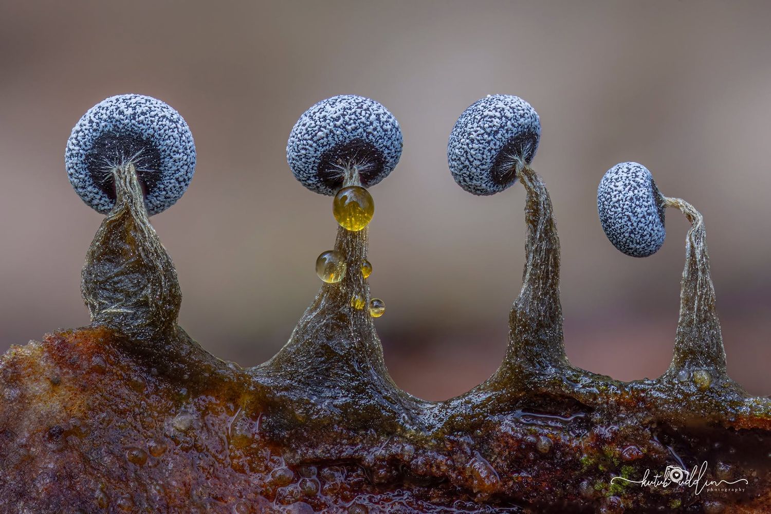 Macro photo of slime mold fruiting bodies with blue spore heads on stalks, with amber droplets visible.
