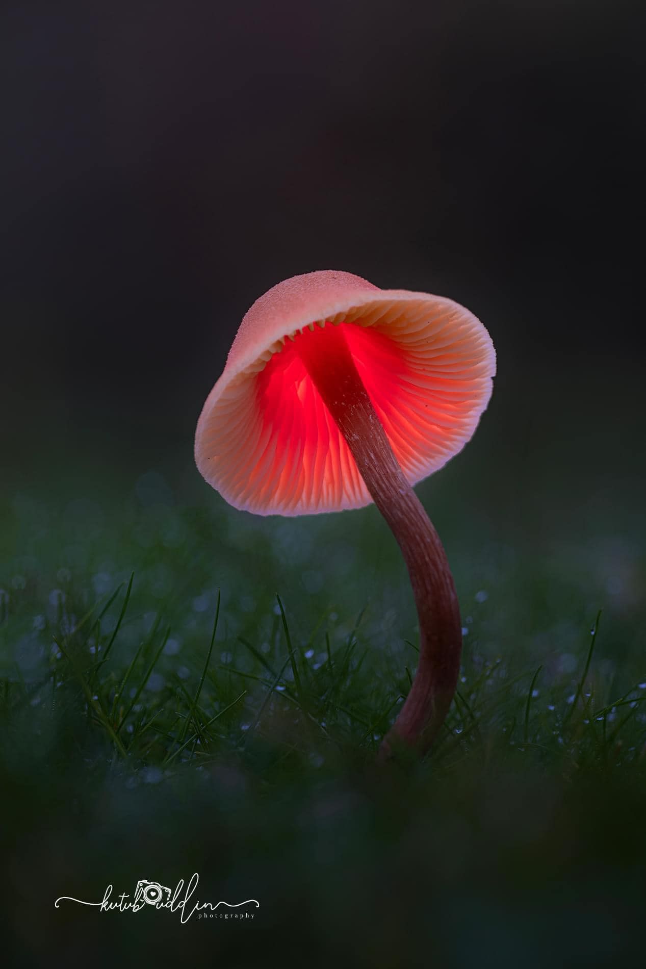 Kutub Uddin world’s  best slime molds, macro, fungi/mushroom photographer. join his photography workshops.  Online and on field workshops.