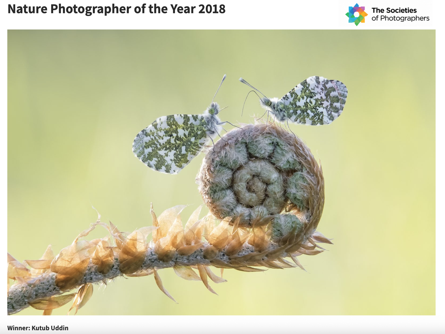 The Societies Nature photographer of the year 2018