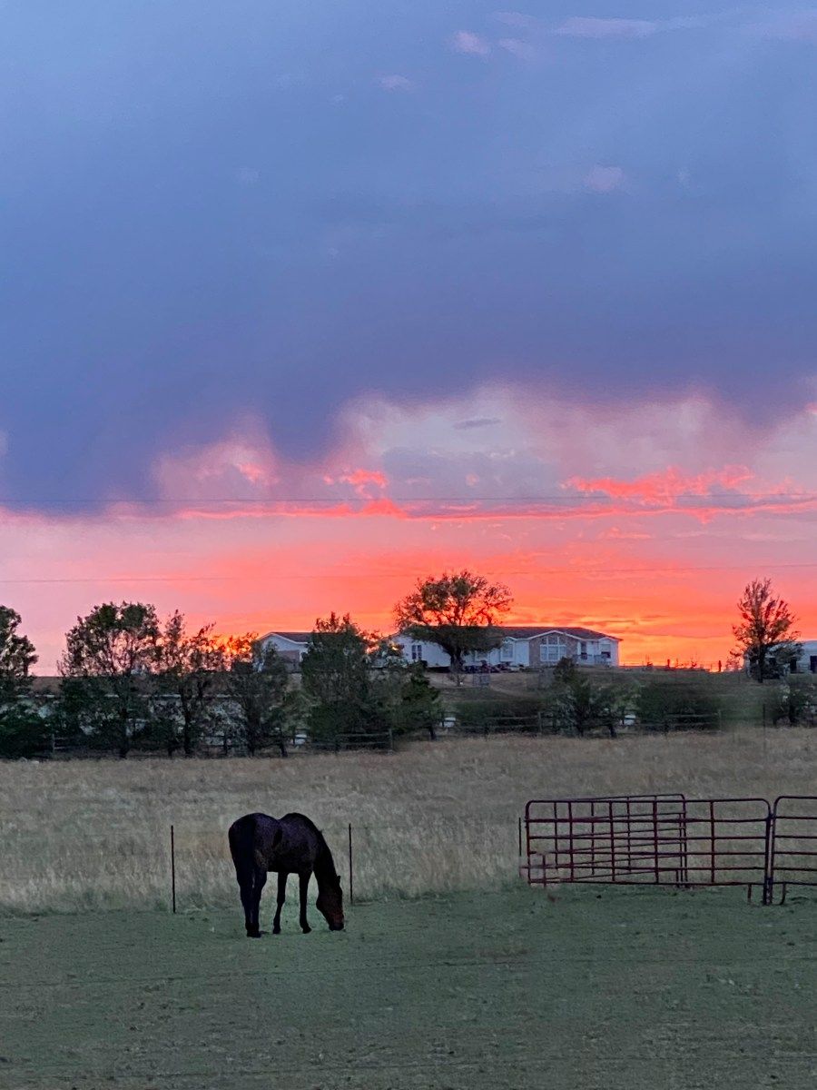 Black horse grazing in a pasture under a dramatic pink and purple sunset sky.