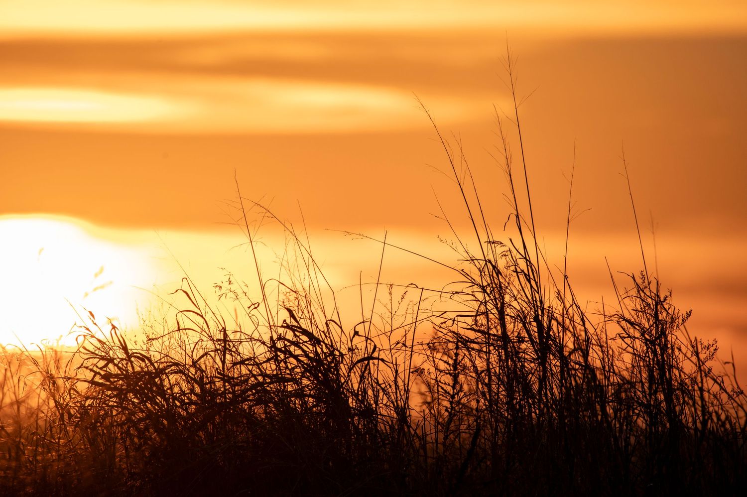 Beautiful Oklahoma sunset through the grass