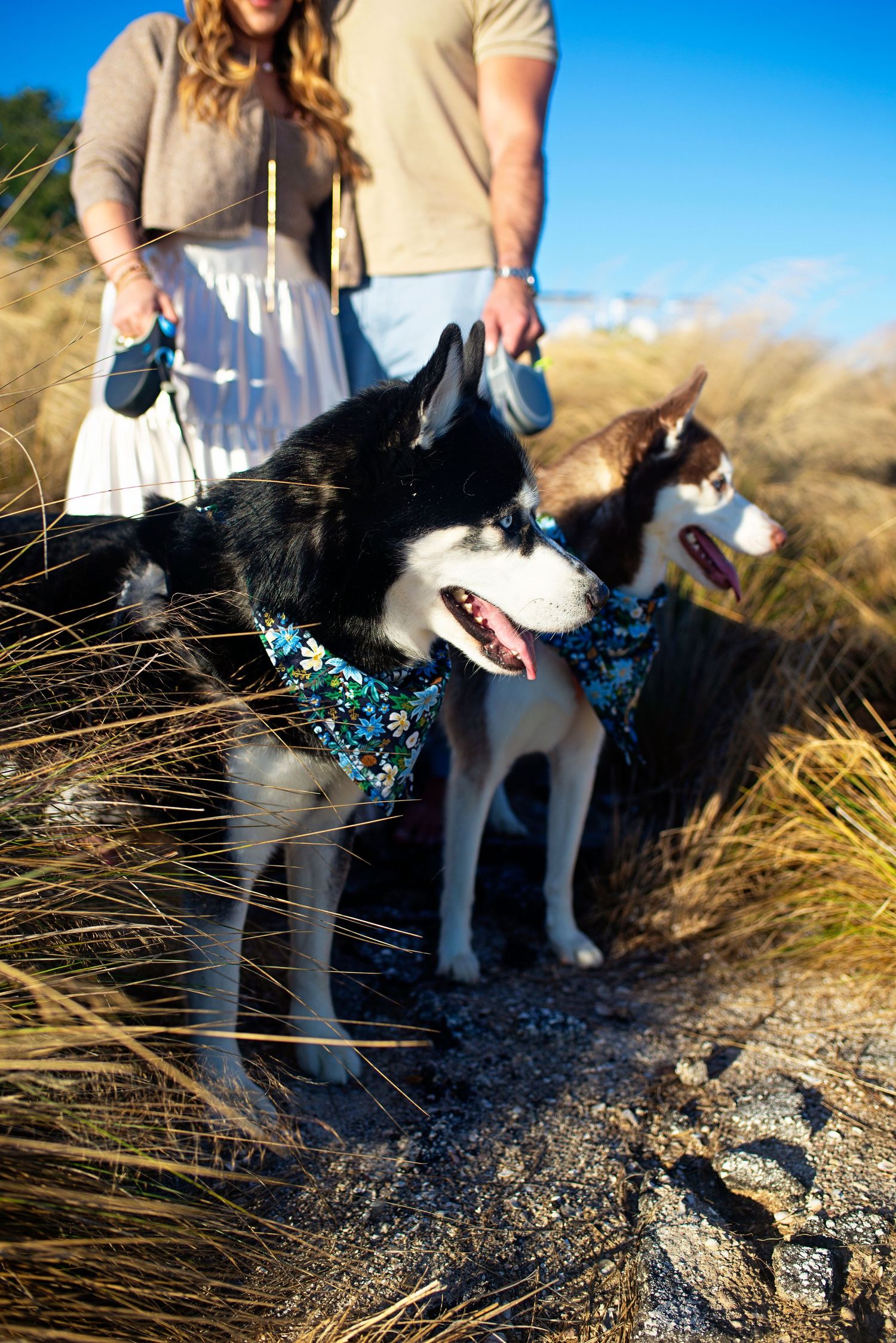 Two Siberian Husky dogs wearing colorful bandanas standing in tall grass held by their owners.