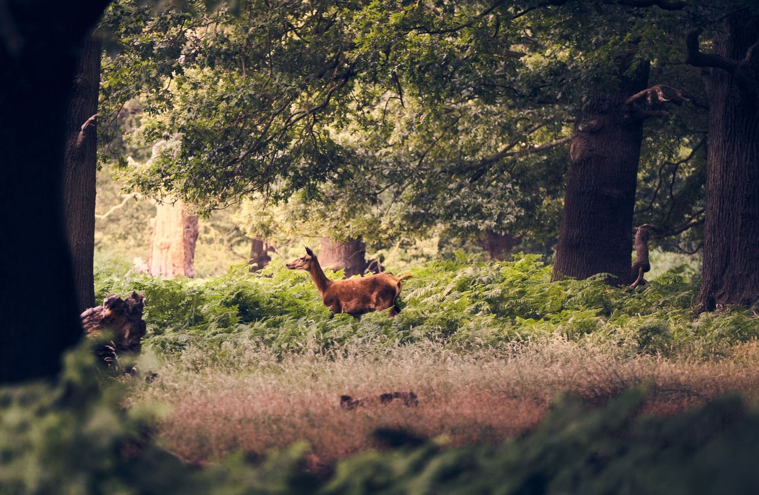 Deer in Richmond Park