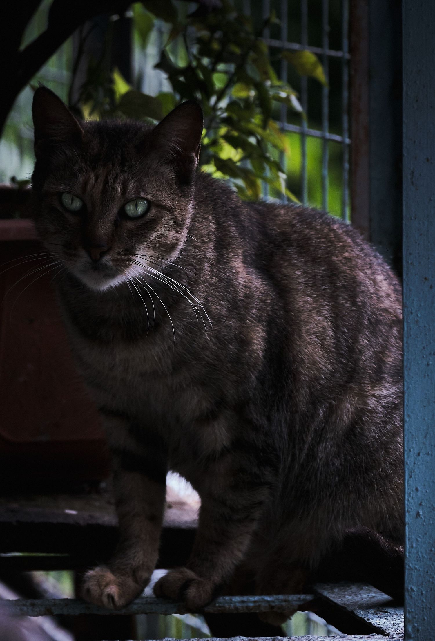 Cat in Baguio City