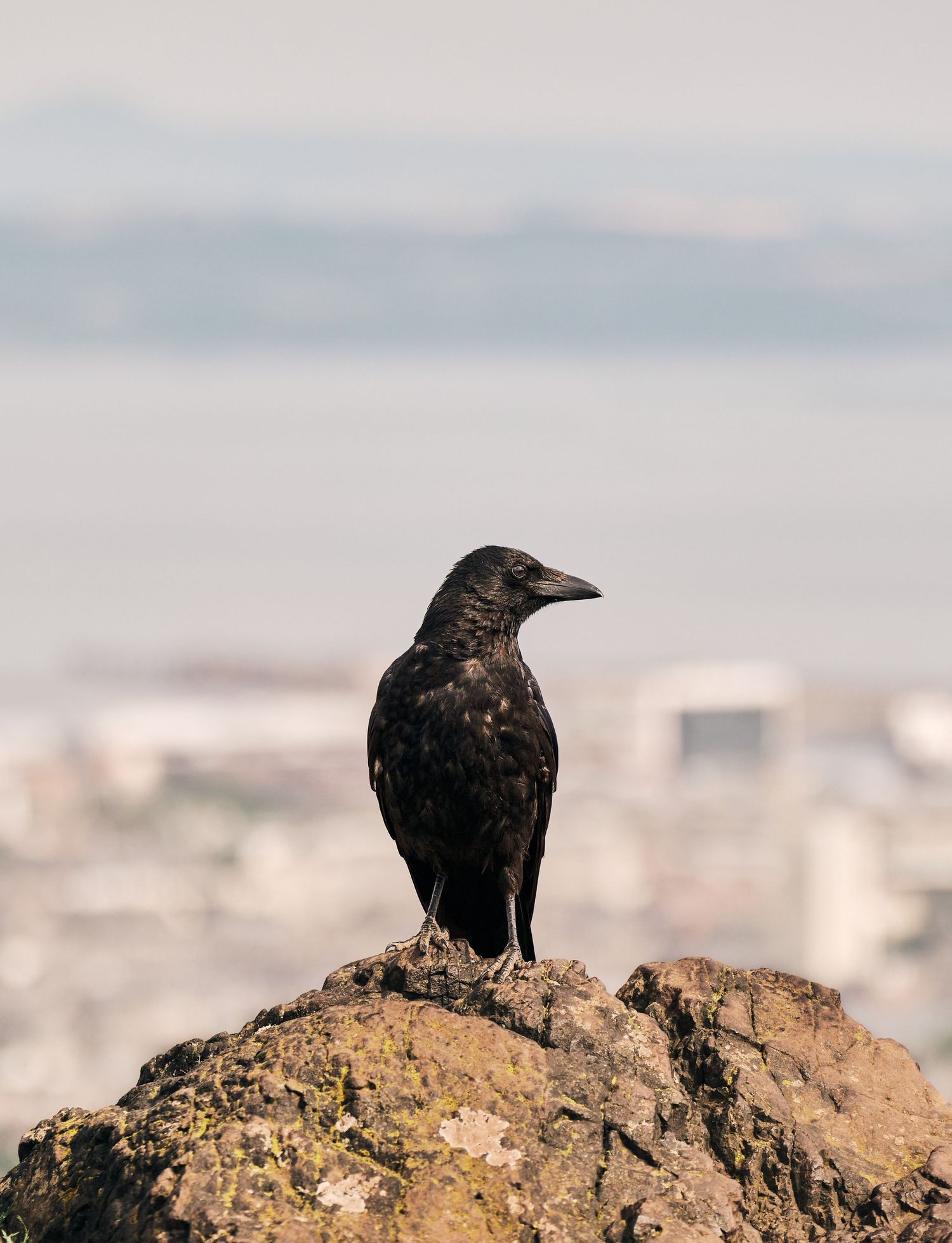 Crow in Arthur's Seat