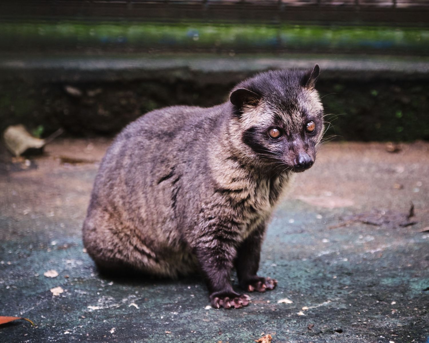 Unknown in Ilagan Sanctuary