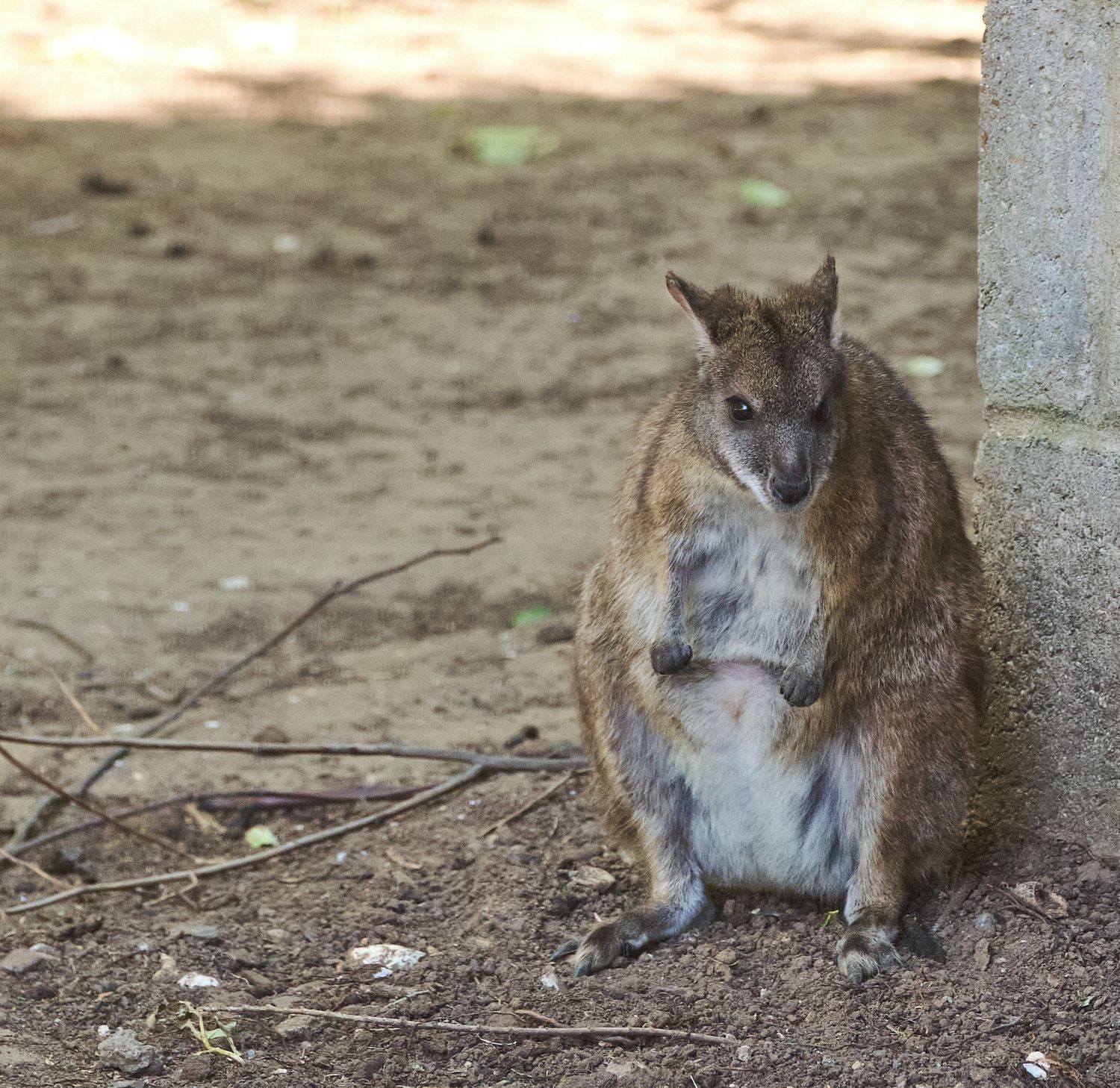 Wallaby in Linton Zoo