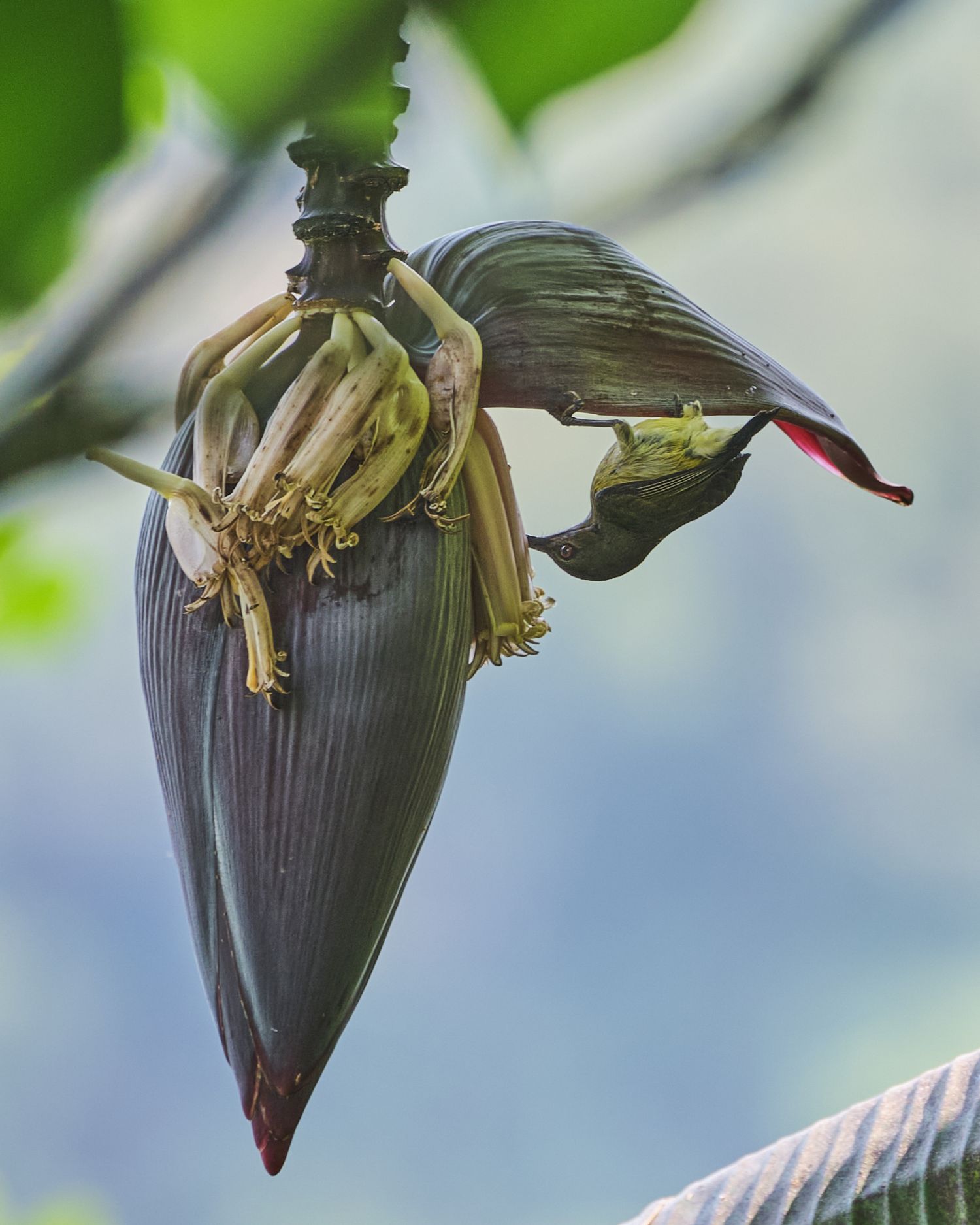 Little Spiderhunter in Wangal