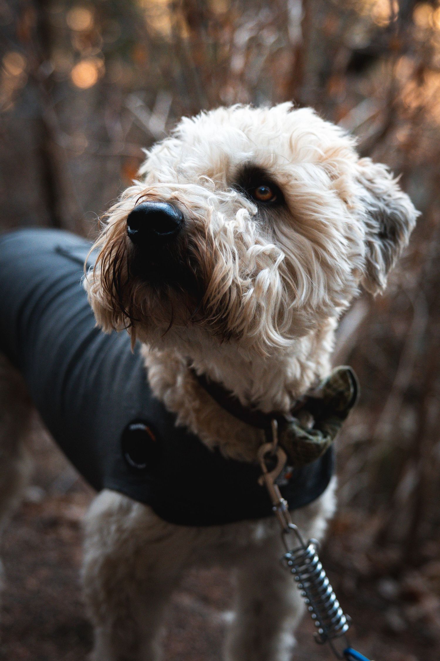 Close-up shots of a white fluffy dog wearing a black coat looking at different angles.