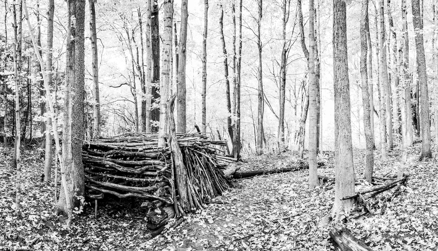 Black and white forest scene with a rustic lean-to shelter built from sticks and branches among tall trees.