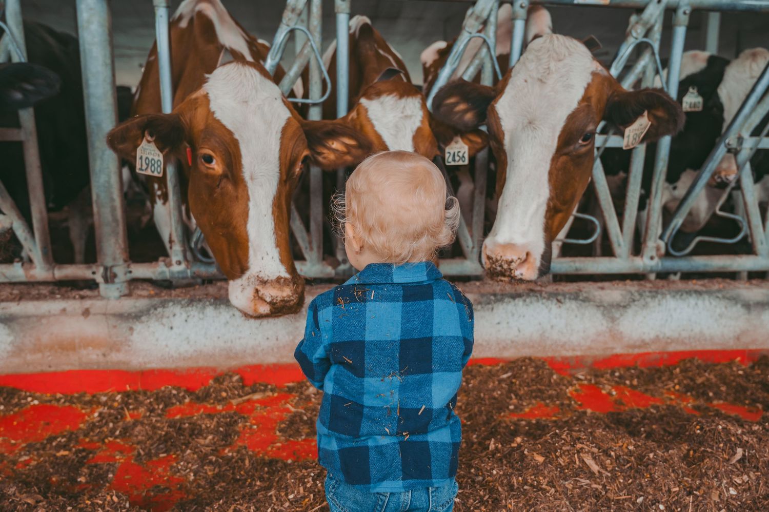 Young child in blue plaid shirt looking at curious dairy cows through barn stalls.