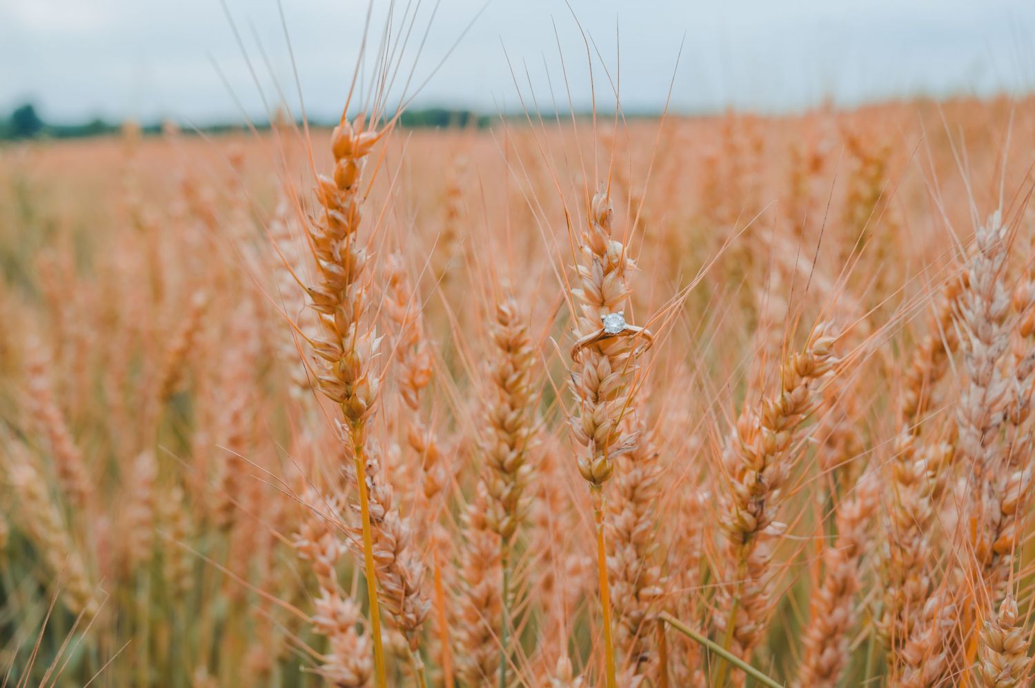 Close-up detail of golden wheat stalks against a soft blue sky background.