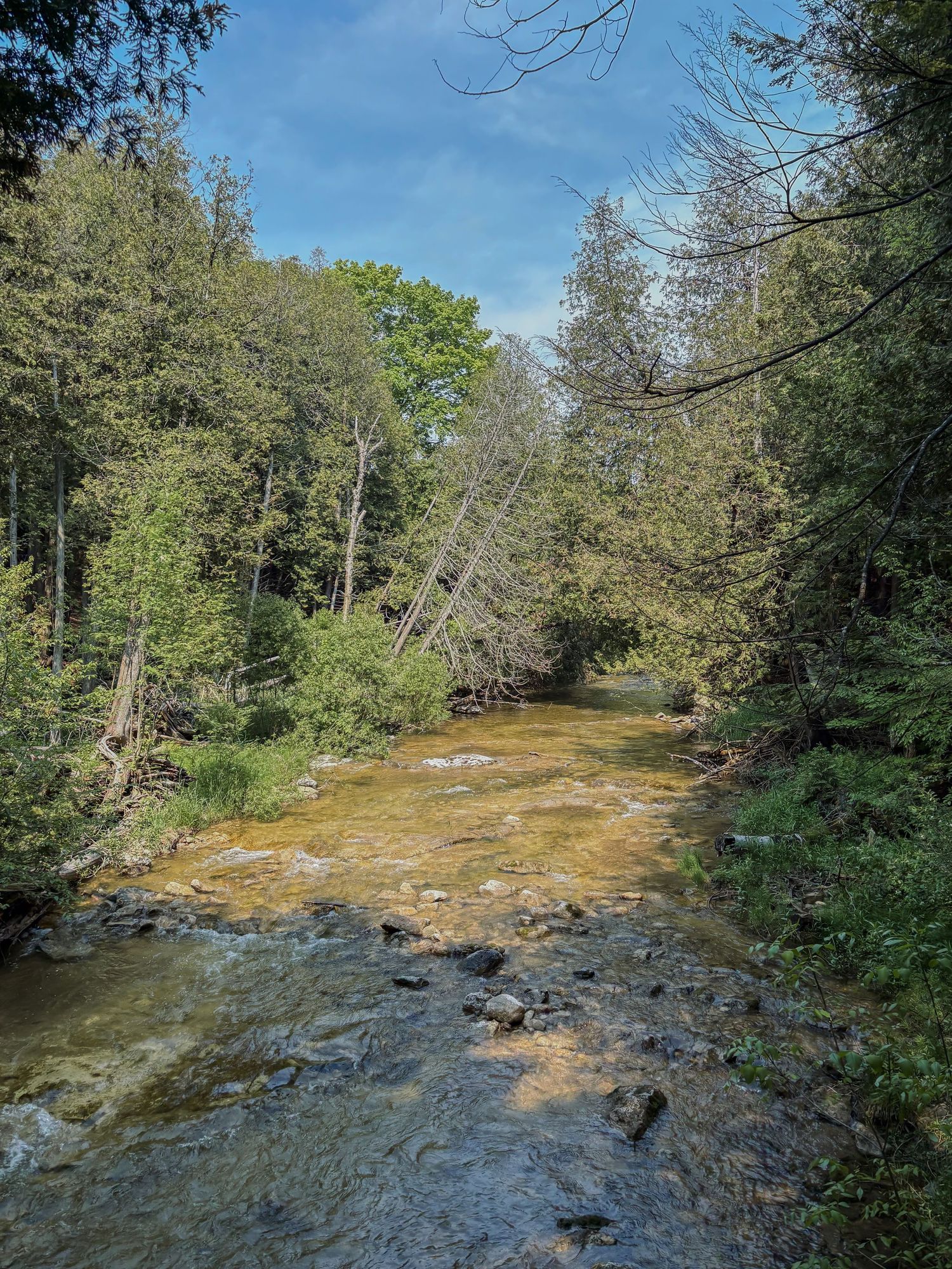 A shallow rocky creek flows through a lush green forest under a bright blue sky with scattered clouds.