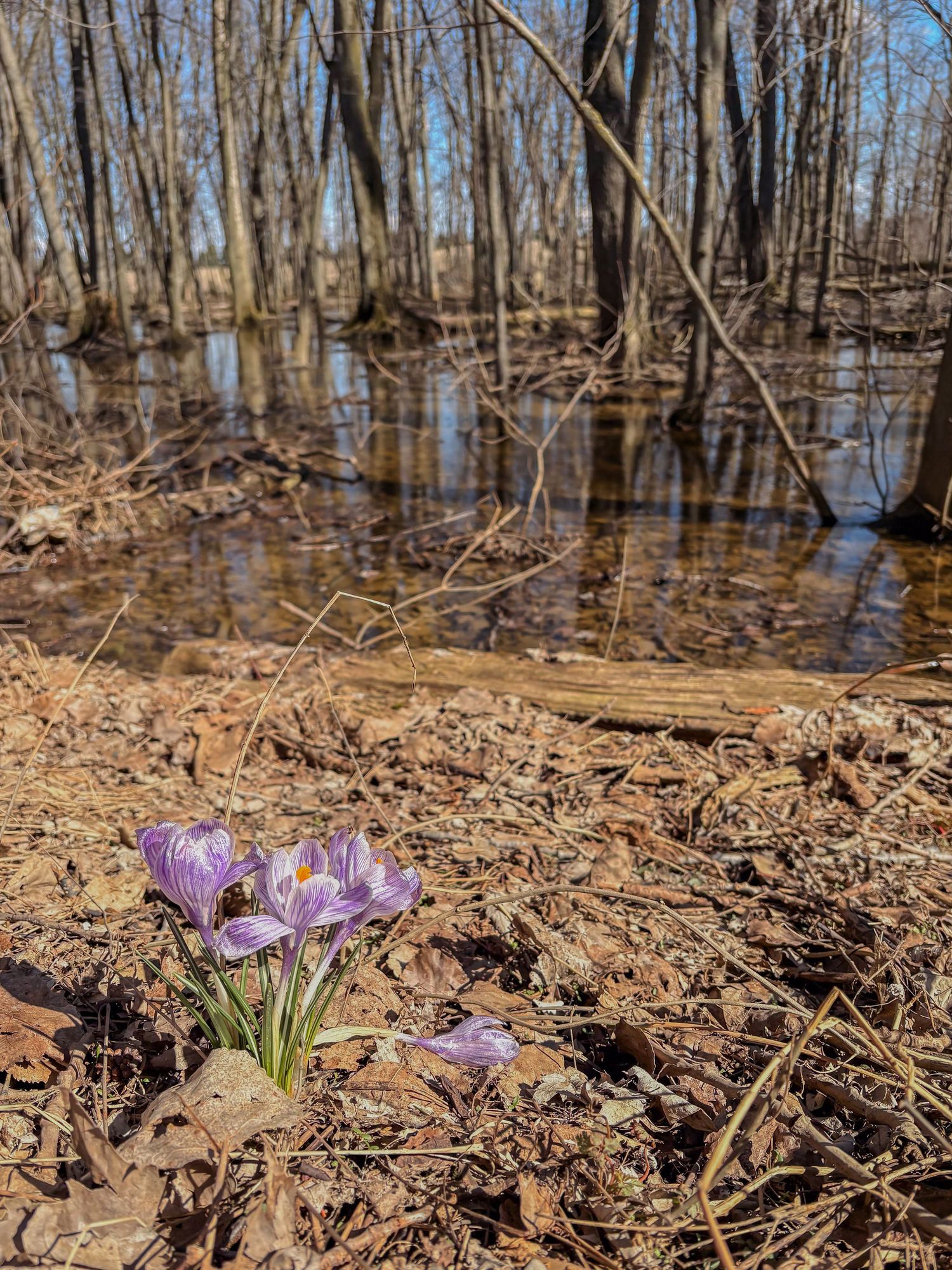 Purple crocus flowers blooming near a reflective woodland stream surrounded by bare trees and fallen leaves in early spring.