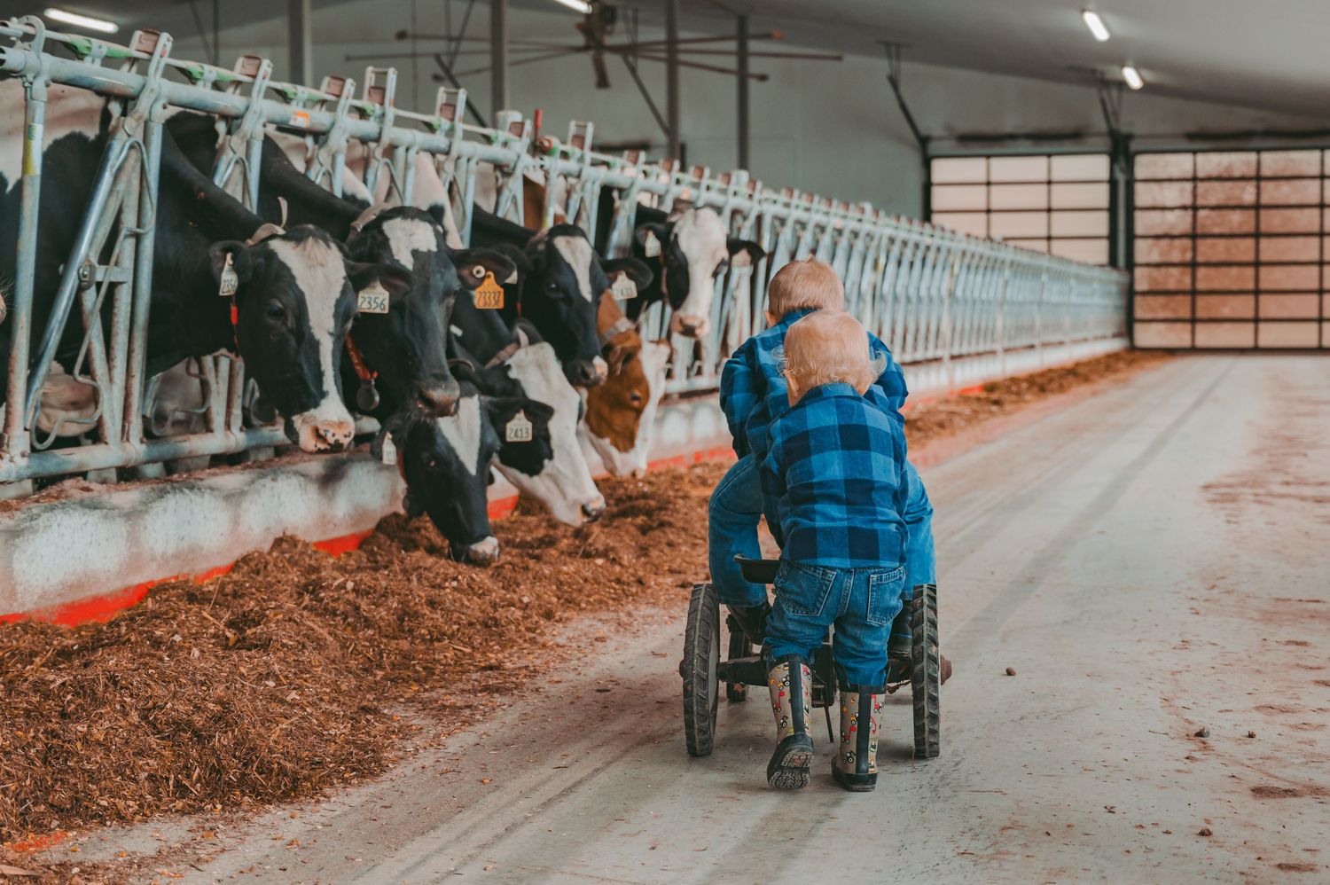 Child in blue jacket viewing dairy cows in their stalls.