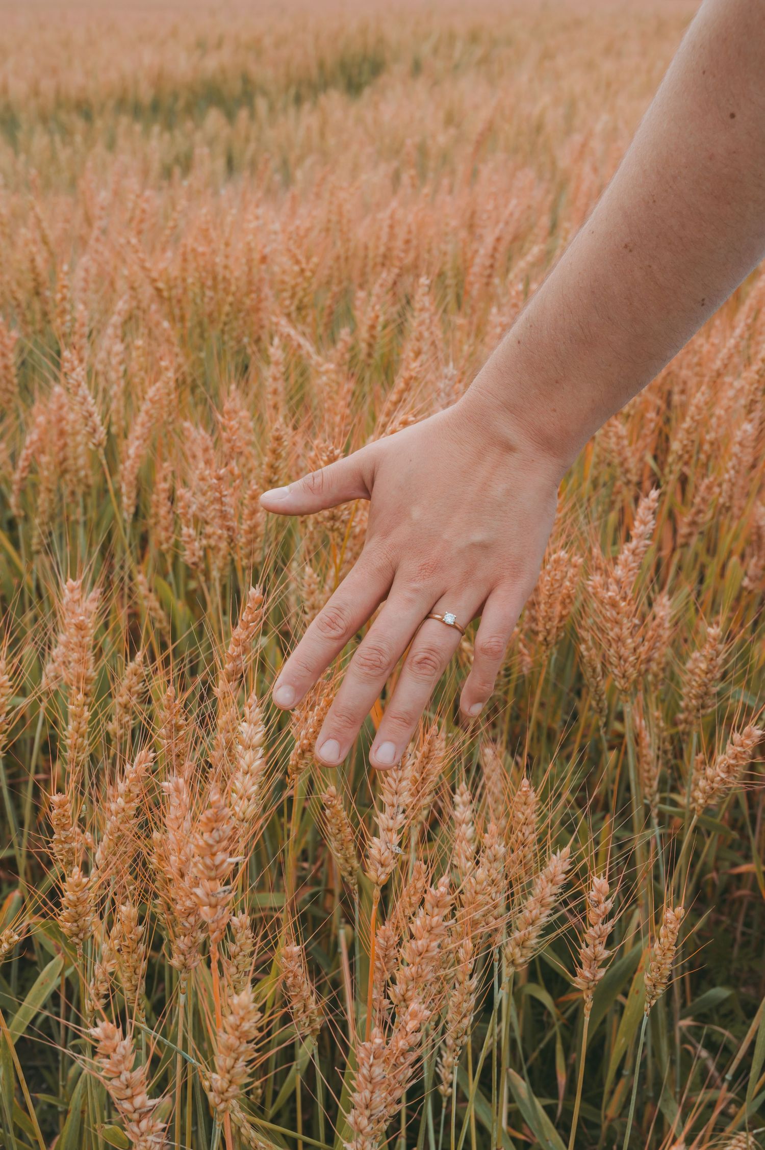 A hand wearing an engagement ring reaches out to touch golden wheat stalks.