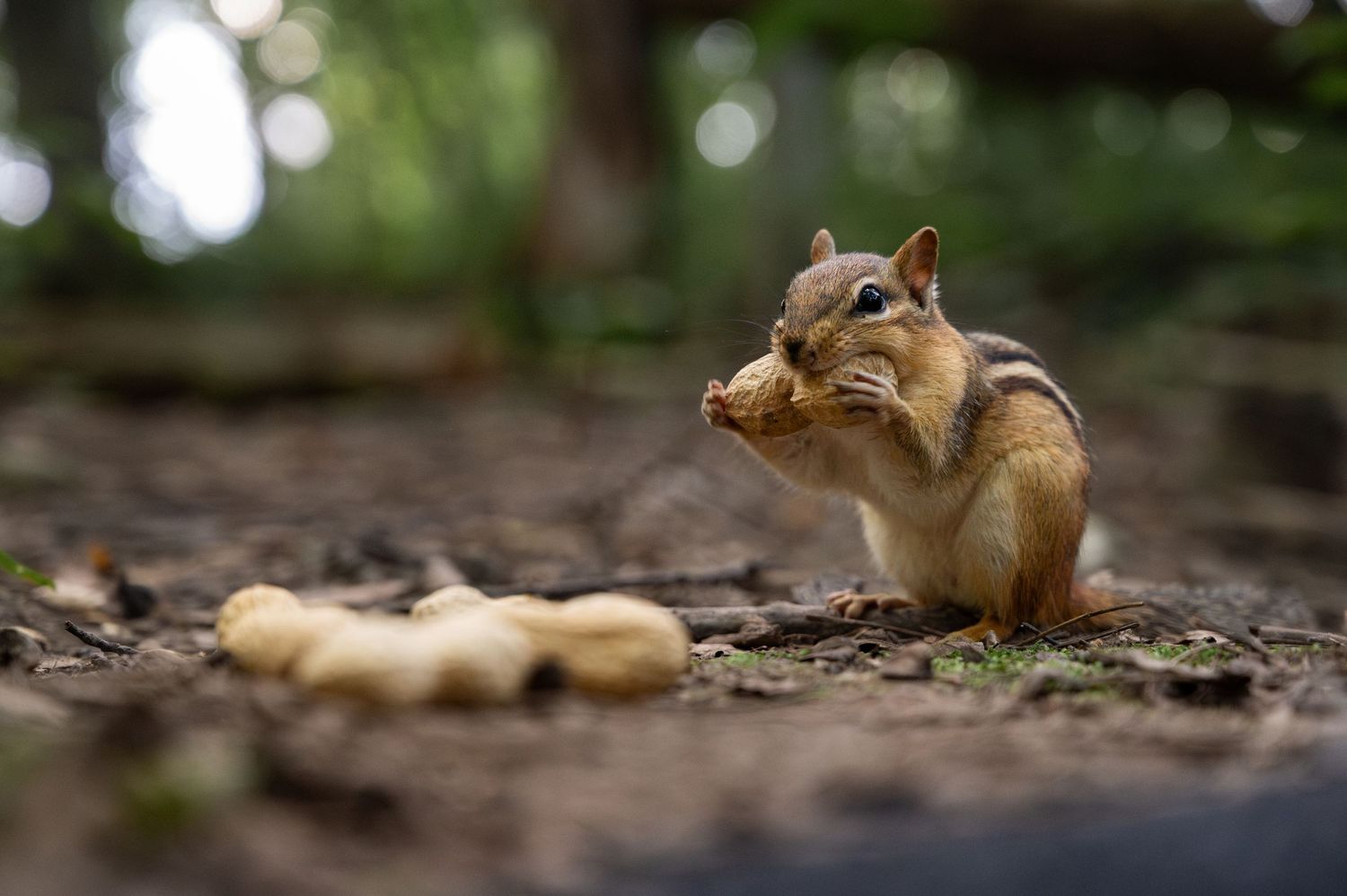 A chipmunk sits on forest ground eating a peanut beside a row of unshelled peanuts in a natural woodland setting.