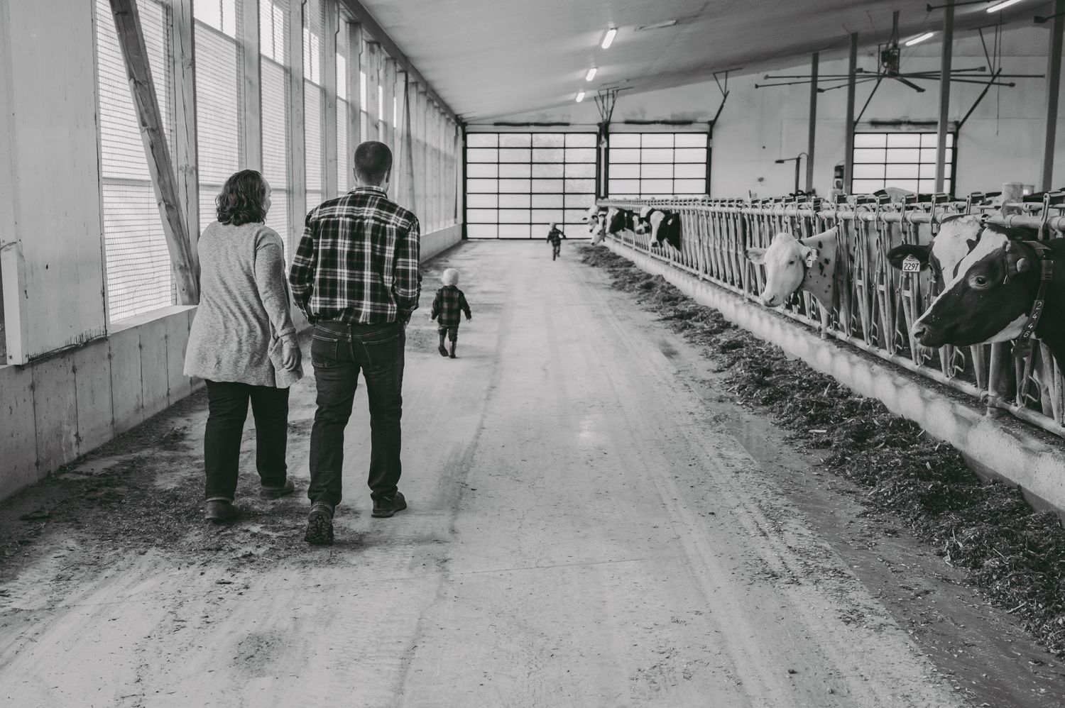 Three people walking through a dairy barn with cows visible in stalls.
