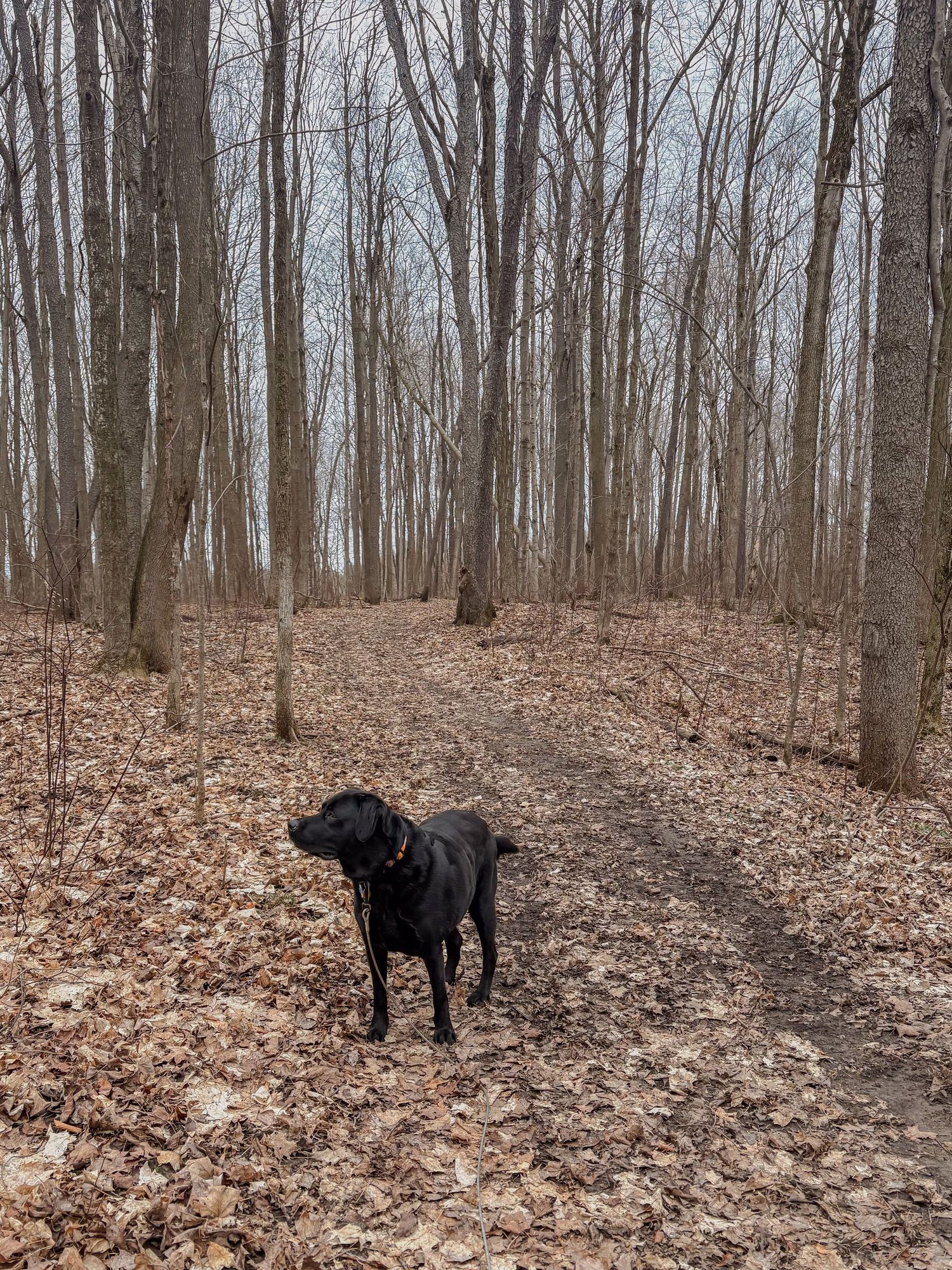 Black Labrador dog standing on a leaf-covered forest trail surrounded by bare trees in early spring.