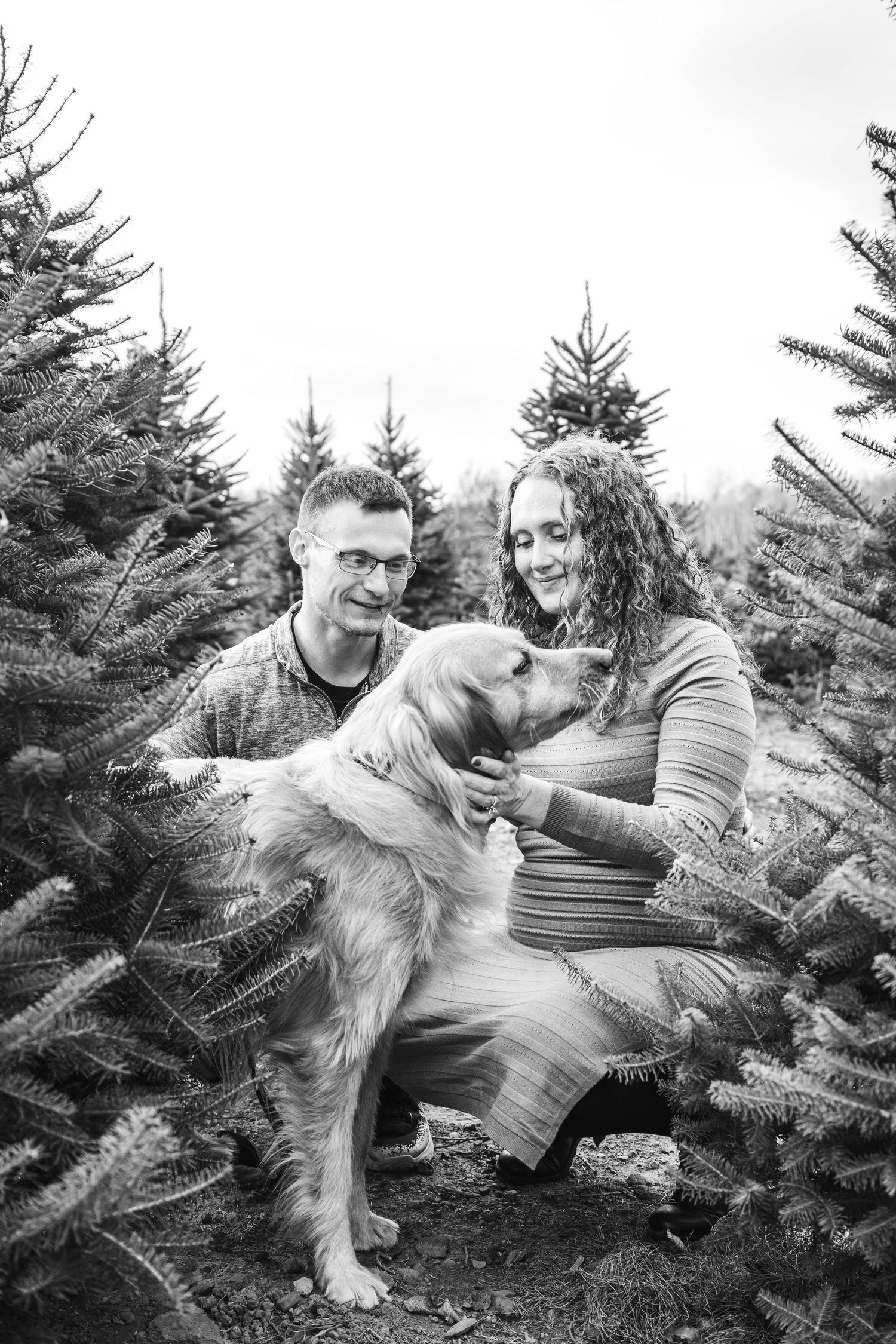 A playful golden retriever dog sits among evergreen trees in a Christmas tree farm in black and white.