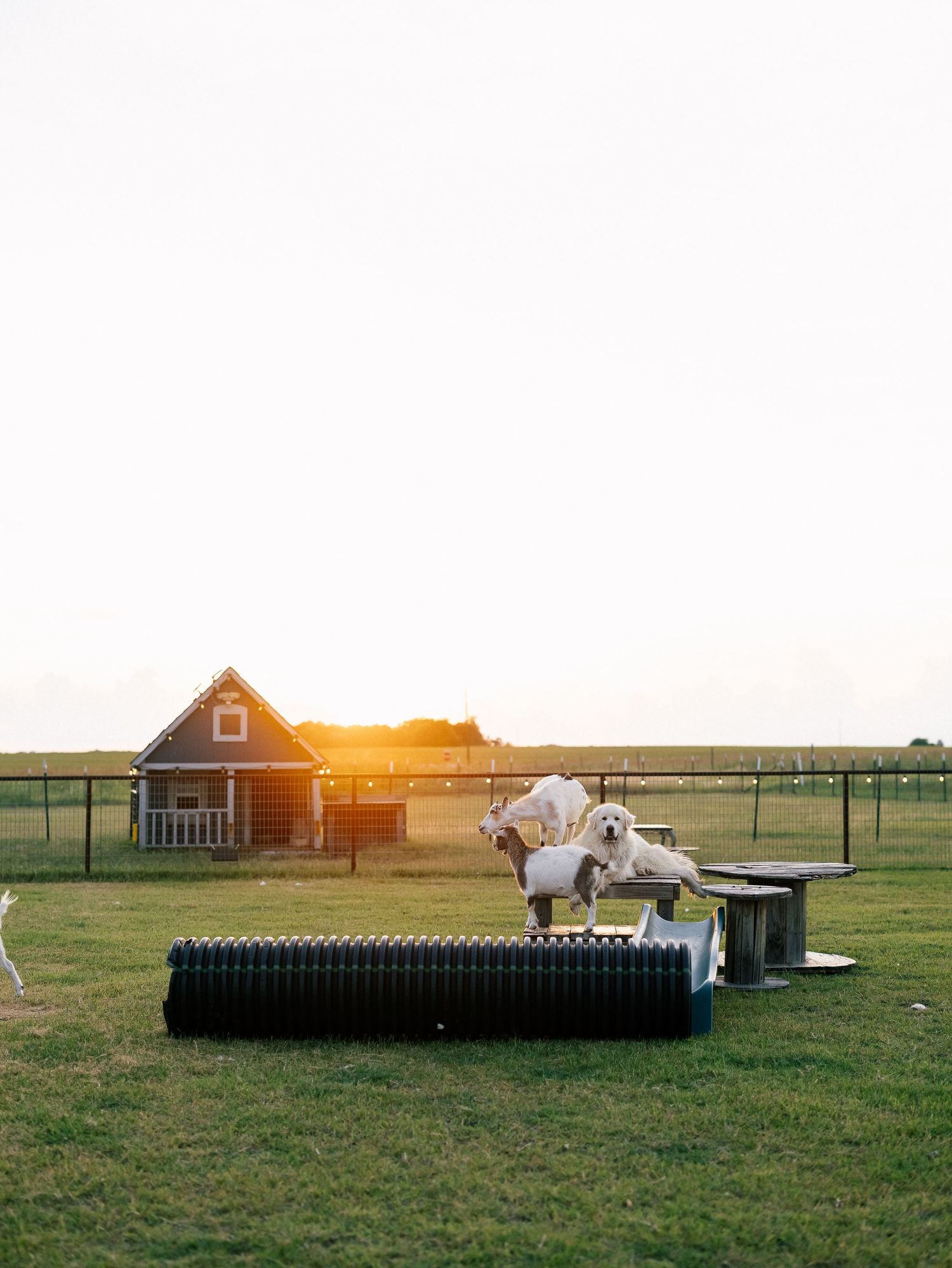 White dogs playing on agility equipment in a green farm field at golden hour with a red barn in the background.