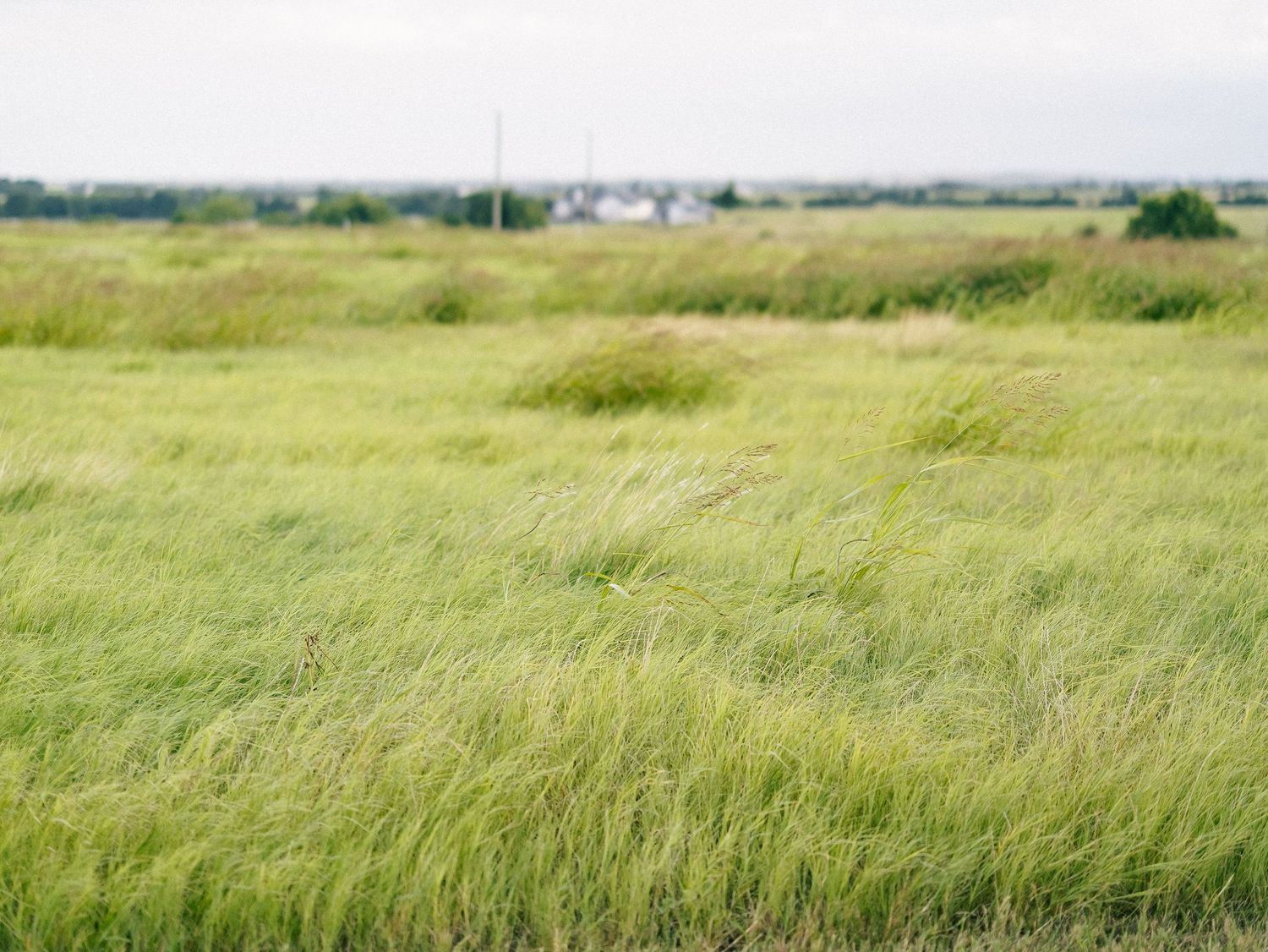 Lush green grass meadow swaying in the wind with a small town visible on the horizon under overcast skies.