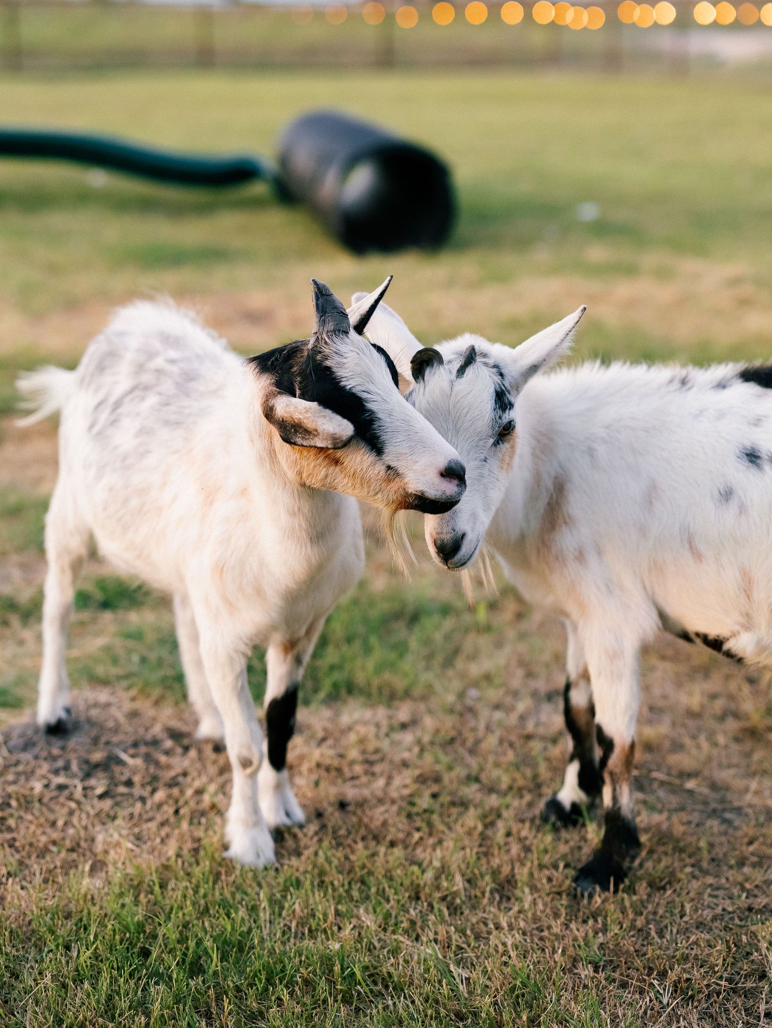 Two white pygmy goats nuzzling each other affectionately in a green pasture at dusk.