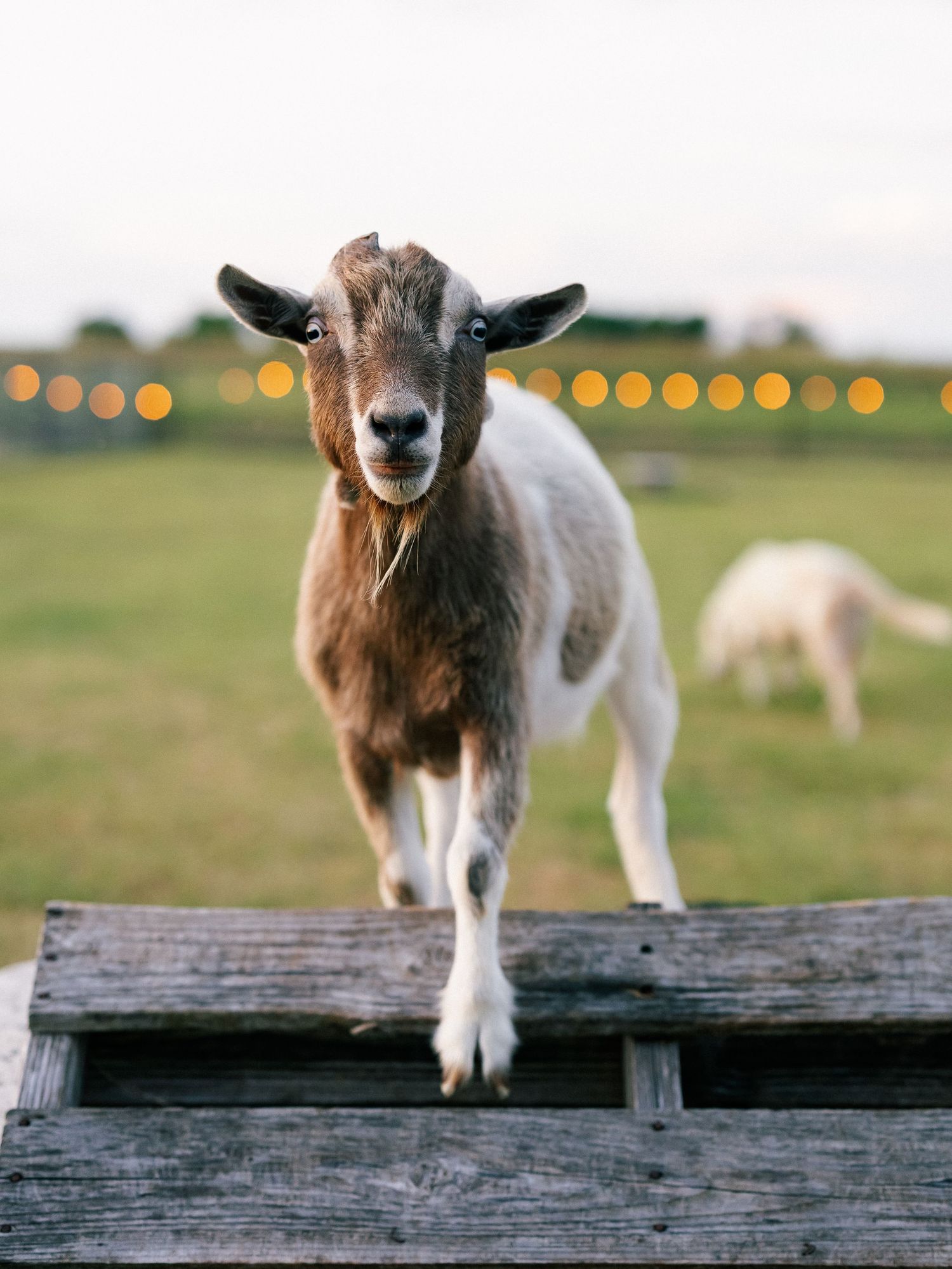 A brown and white goat standing on a wooden platform in a farm field with bokeh lights behind.
