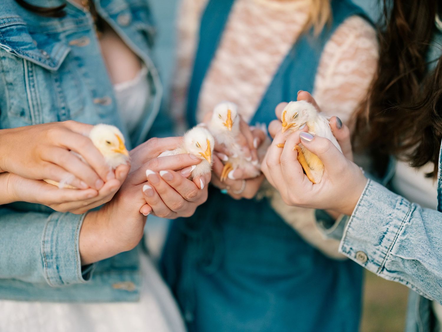 Three girls in denim jackets hold tiny yellow baby ducklings gently in their cupped hands outdoors.