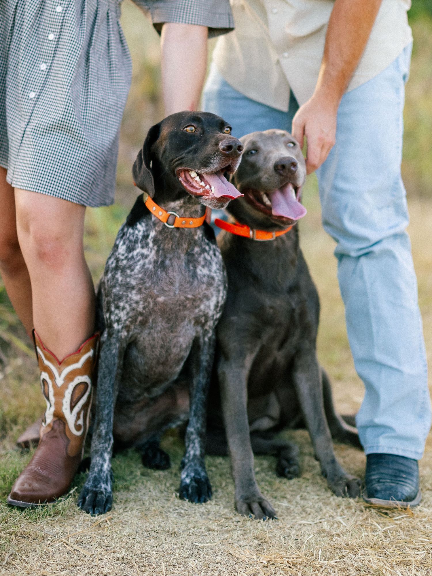 Two happy German Shorthaired Pointer dogs sitting together wearing orange collars beside owners in cowboy boots and jeans.