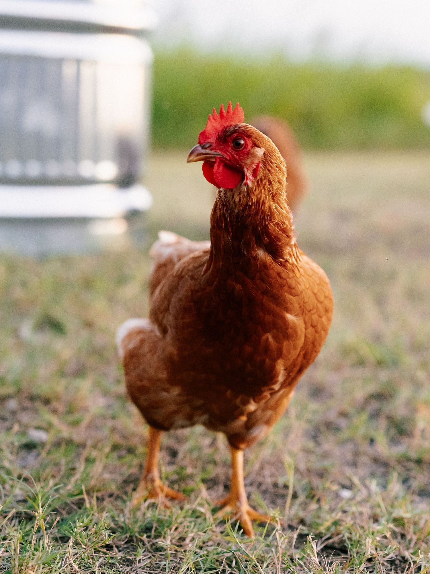 A brown hen with a red comb stands on green grass near a metal feeder on a farm.