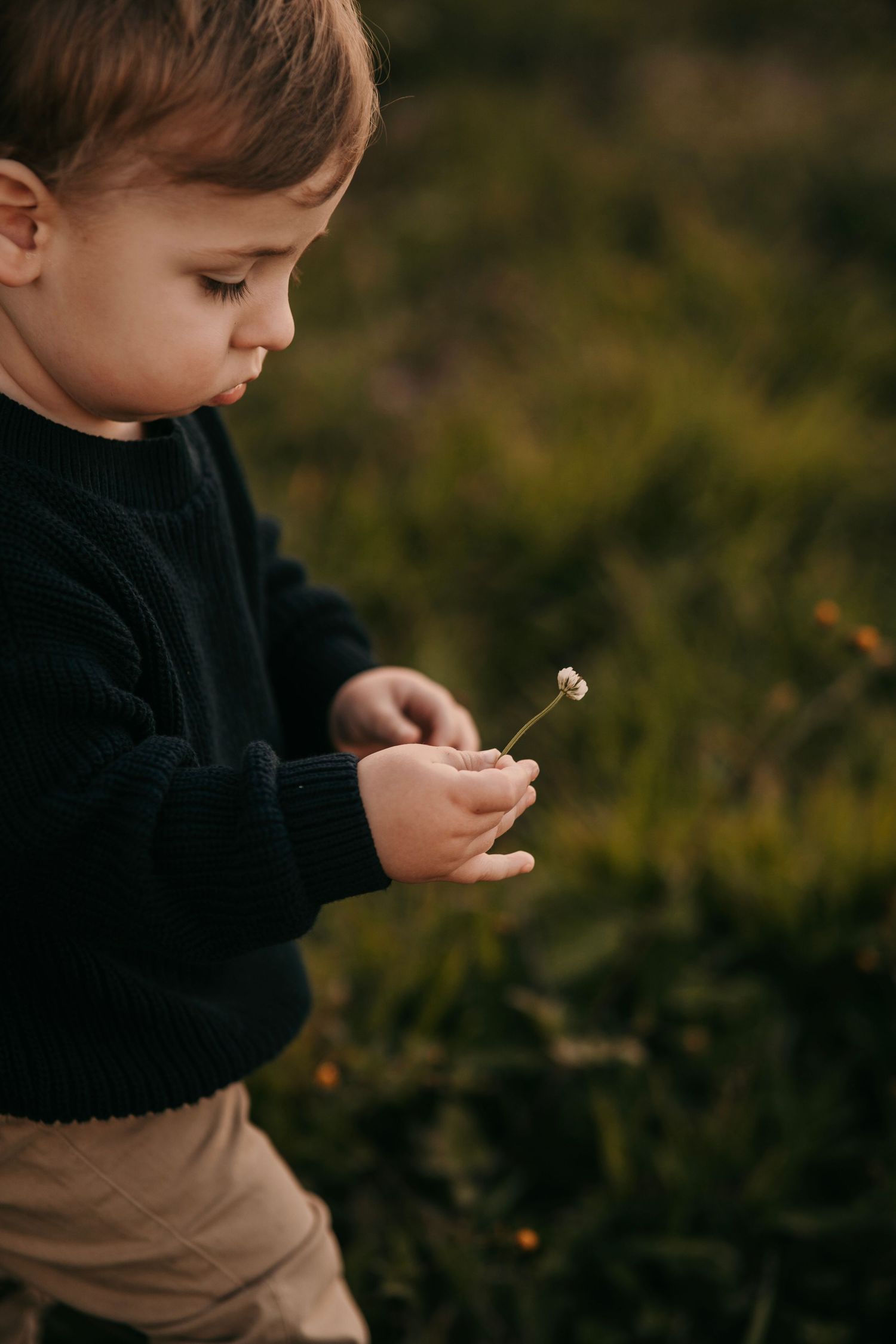 A cute toddler boy in a dark sweater carefully examines a small white flower outdoors.
