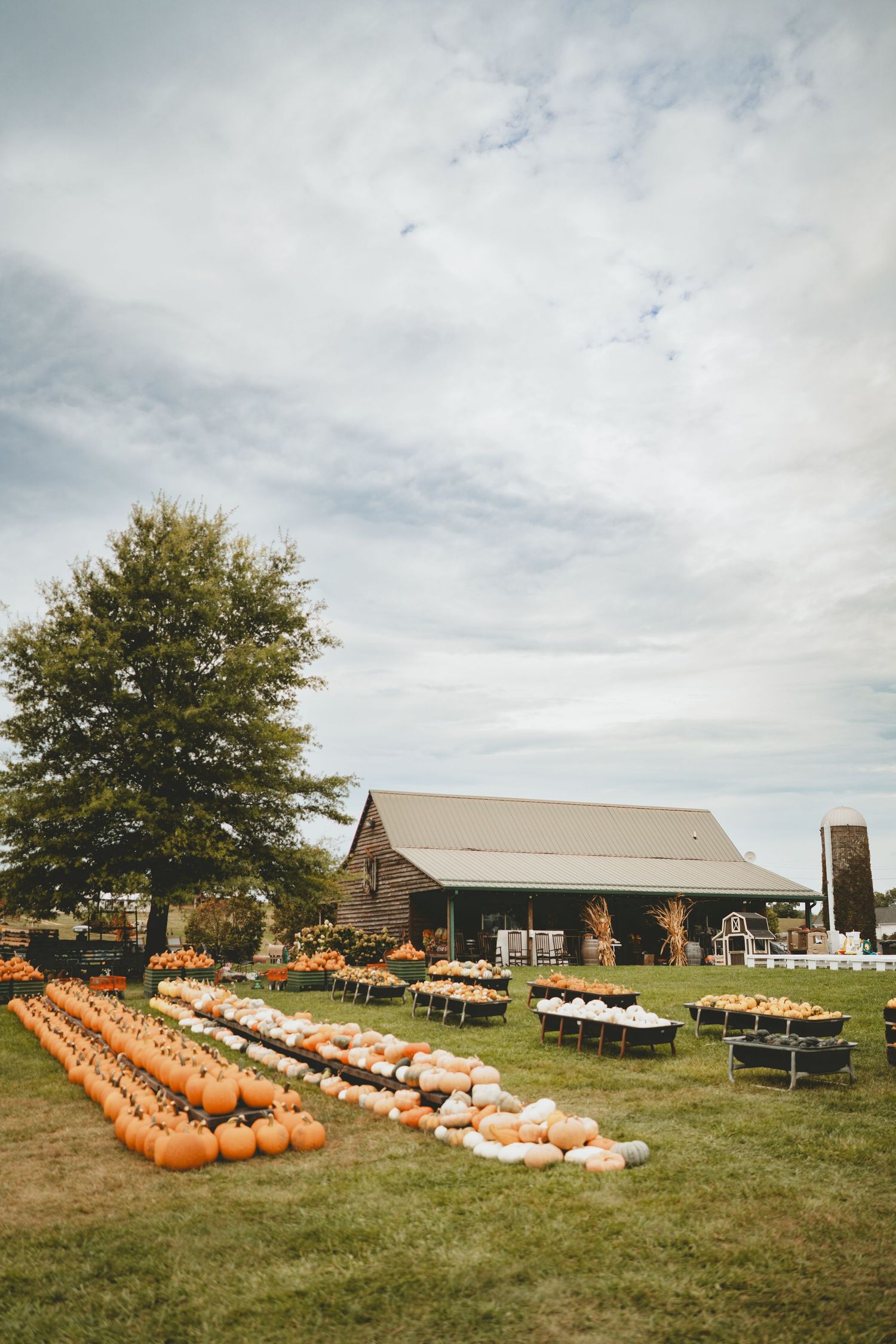 Rustic farm barn surrounded by rows of colorful pumpkins displayed on tables at a fall harvest festival.