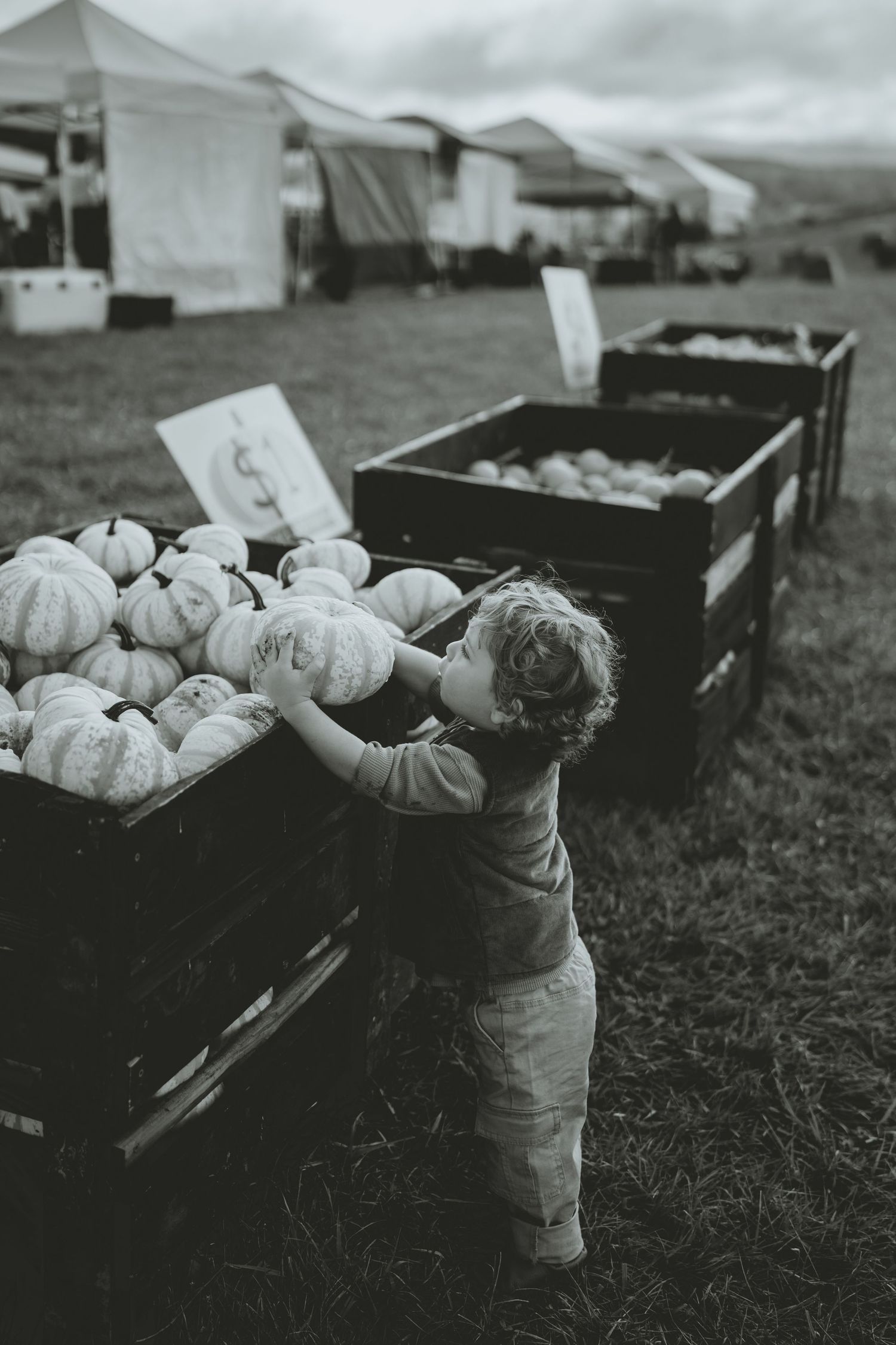 Black and white photo of a toddler reaching into a crate of white pumpkins at a fall market.