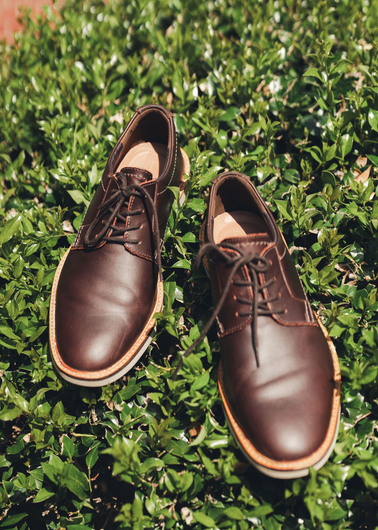 Brown leather oxford dress shoes with lace-up detail displayed on lush green garden foliage.
