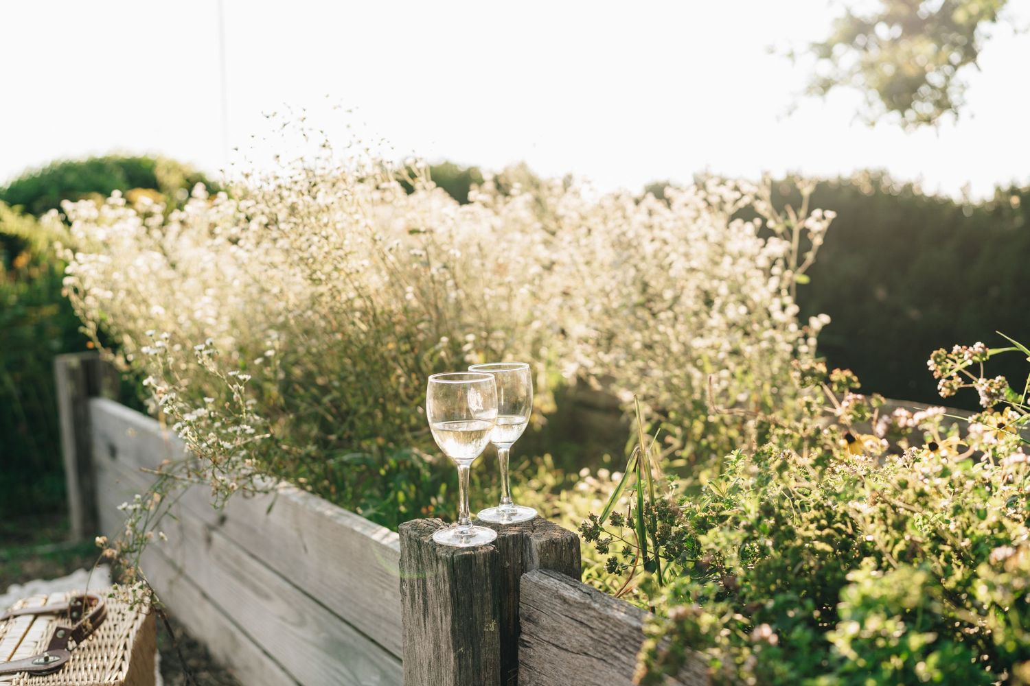 Two elegant wine glasses balanced on a weathered wooden fence amid wild garden blooms.