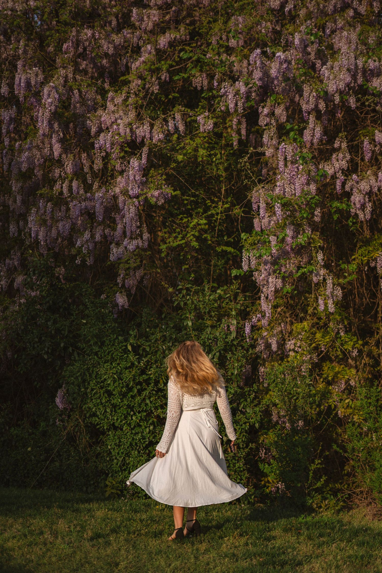 Woman in white skirt walking toward cascading purple wisteria vines in evening garden light.
