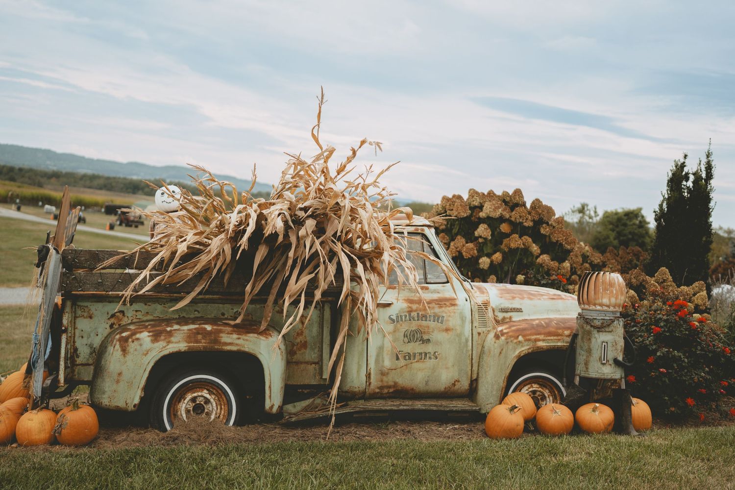 Vintage rusty truck decorated with dried corn stalks and pumpkins at an autumn farm.