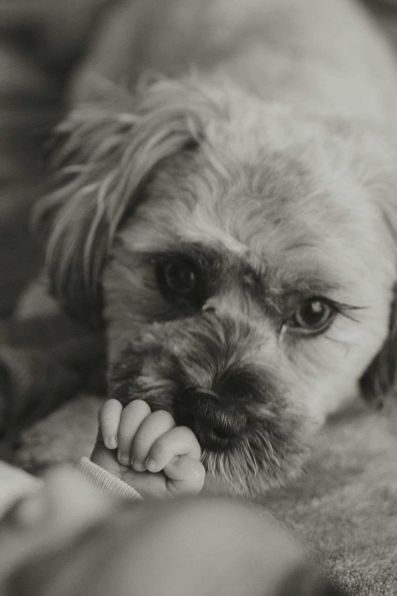 Adorable fluffy dog gently holding newborn baby's tiny fist in black and white photo.