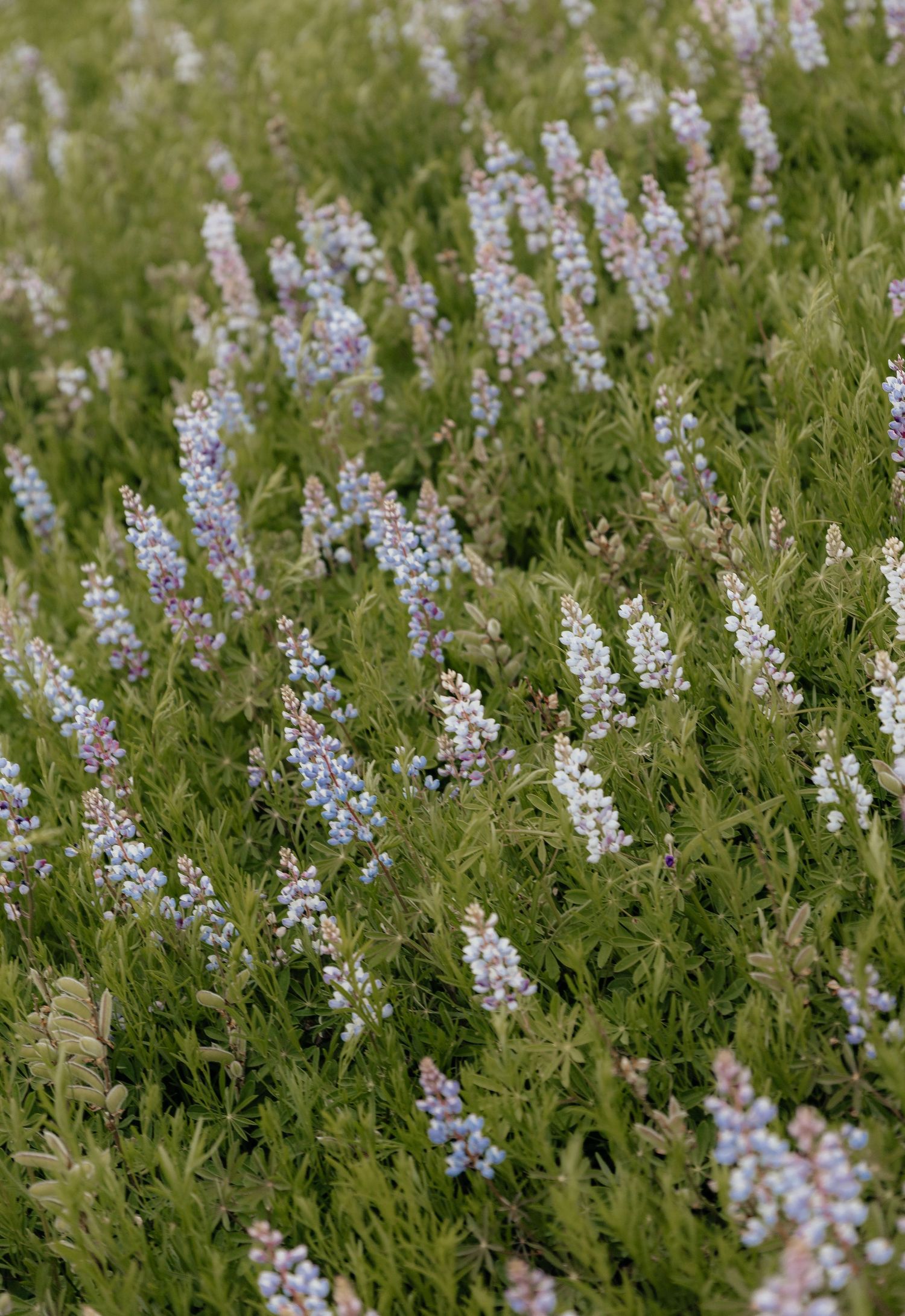A field of wild lupine flowers in soft blue, purple, and white hues growing among lush green foliage.