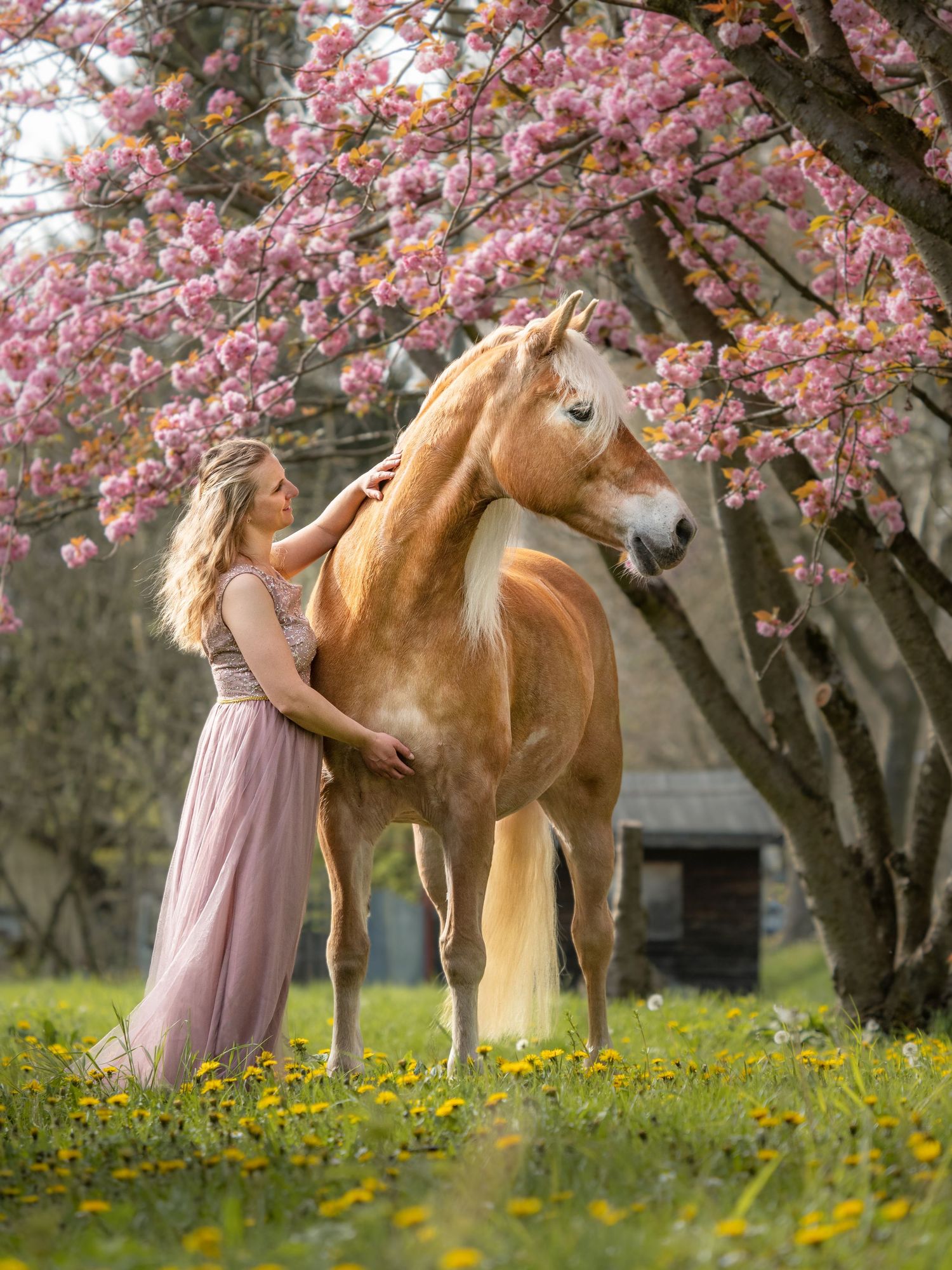 Frau und Pferd vor Kirschblüten