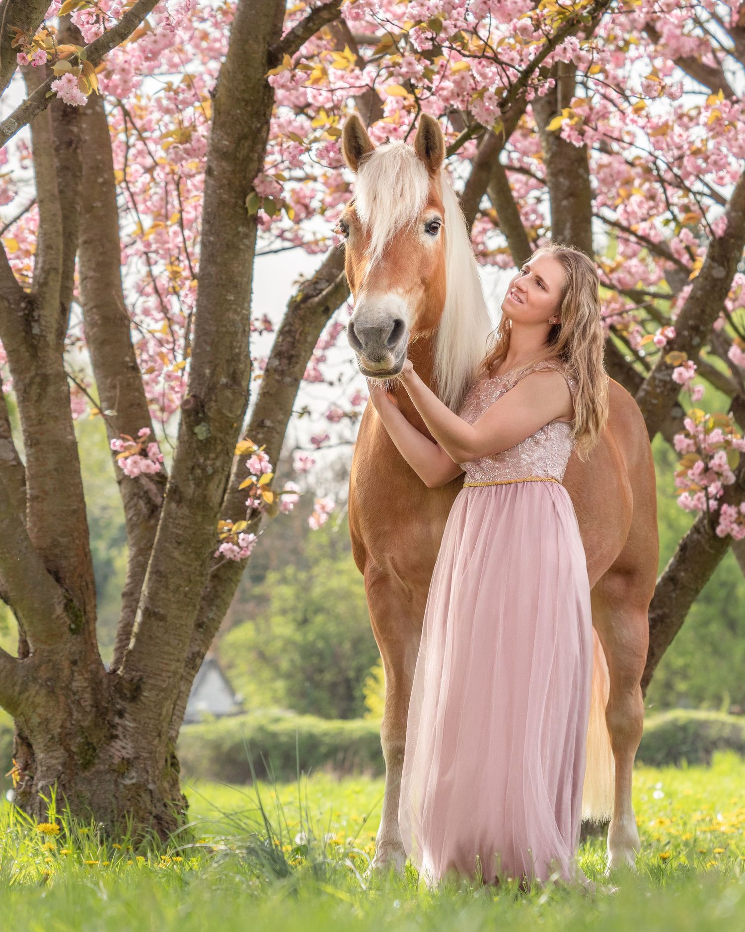 Frau und Pferd vor Kirschblüten