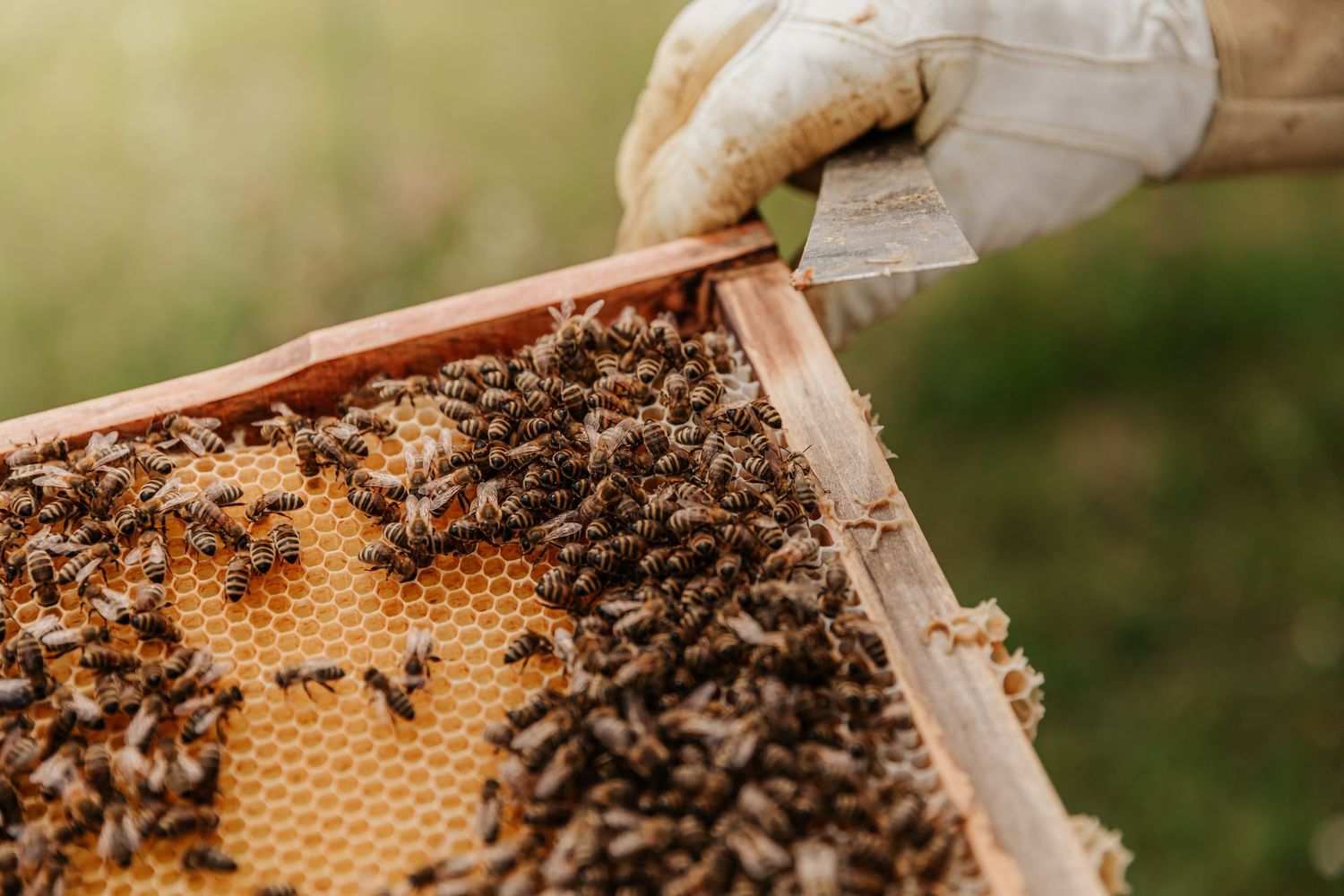 Sustainable bee-centric farming brand