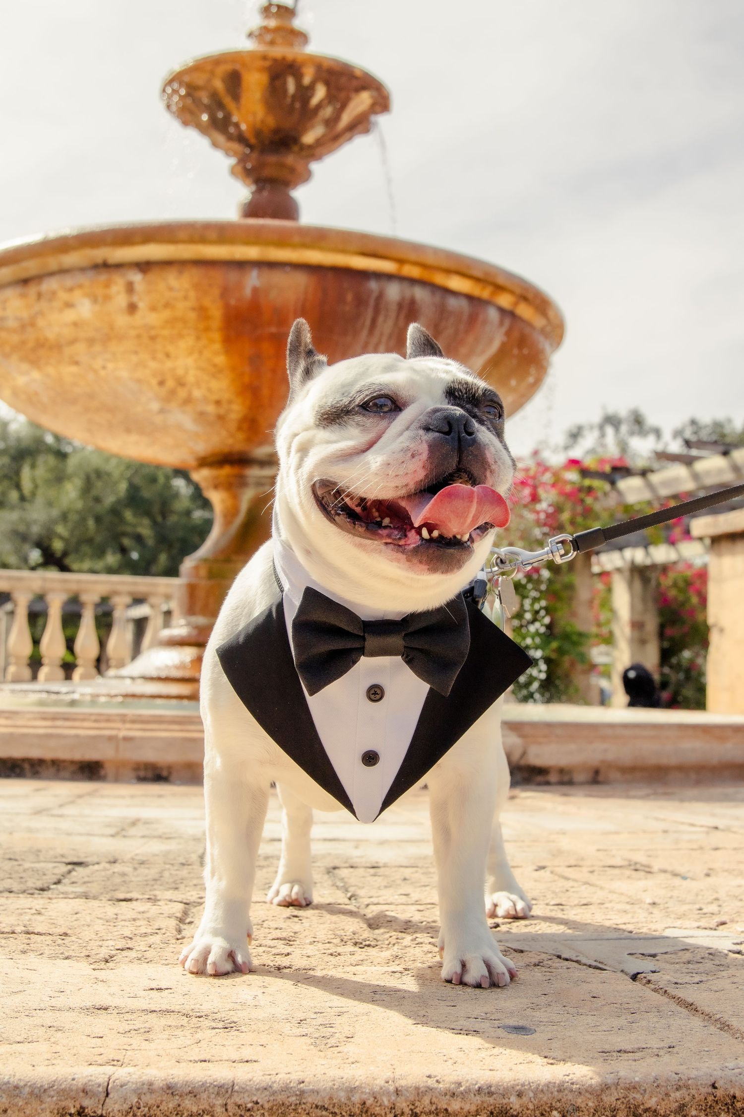 A white bulldog wearing a tuxedo bow tie poses in front of an ornate fountain.
