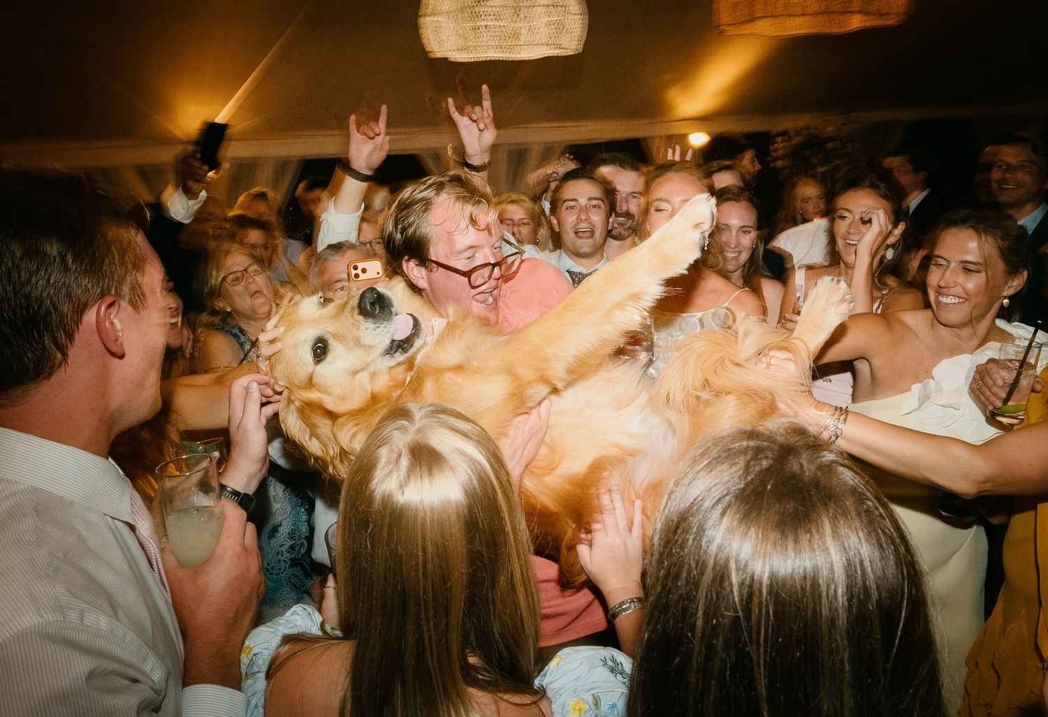 A golden retriever being lifted by wedding guests during a lively indoor reception celebration.