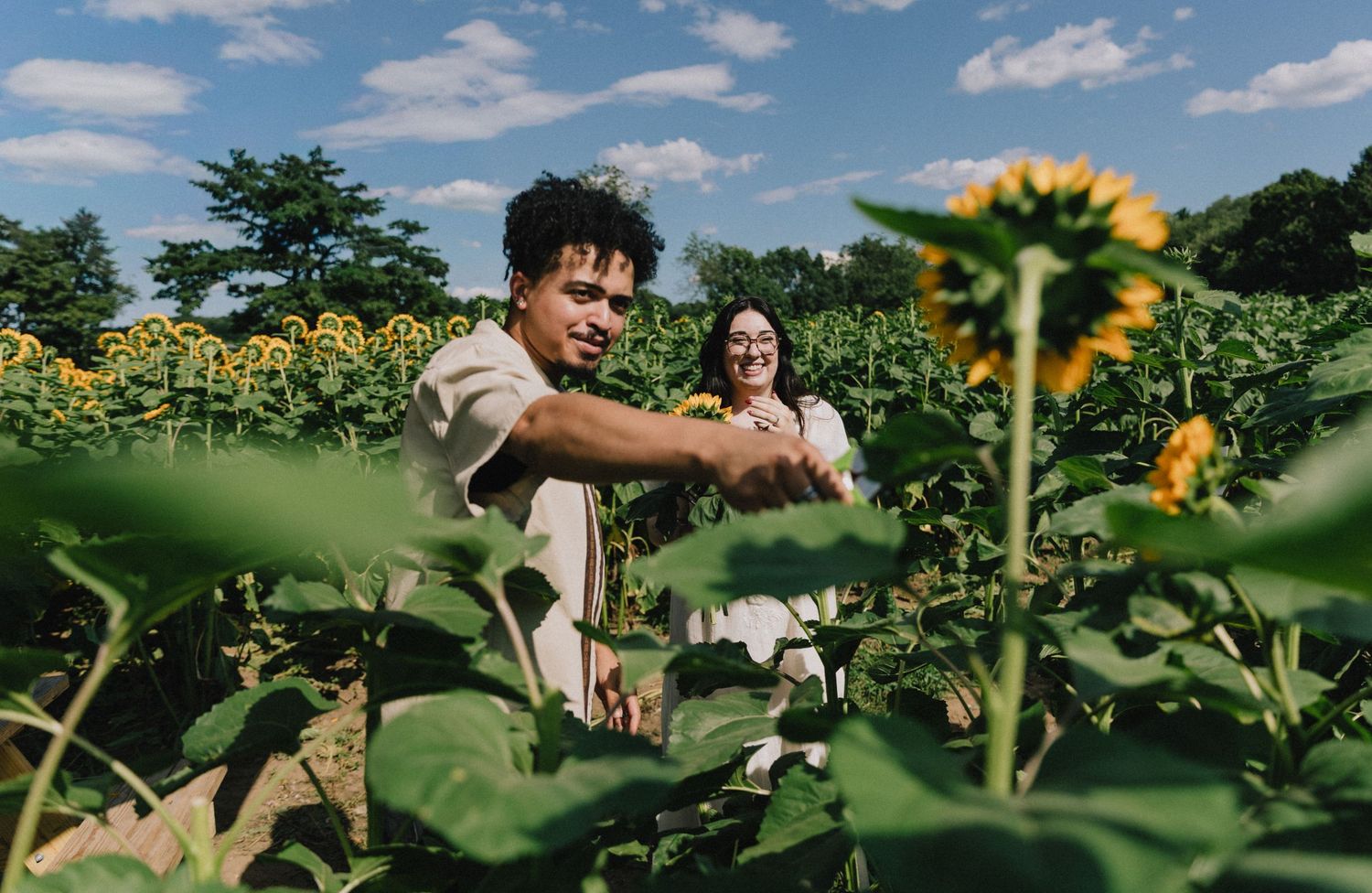 Happy couple walks through vibrant sunflower field on a sunny summer day.