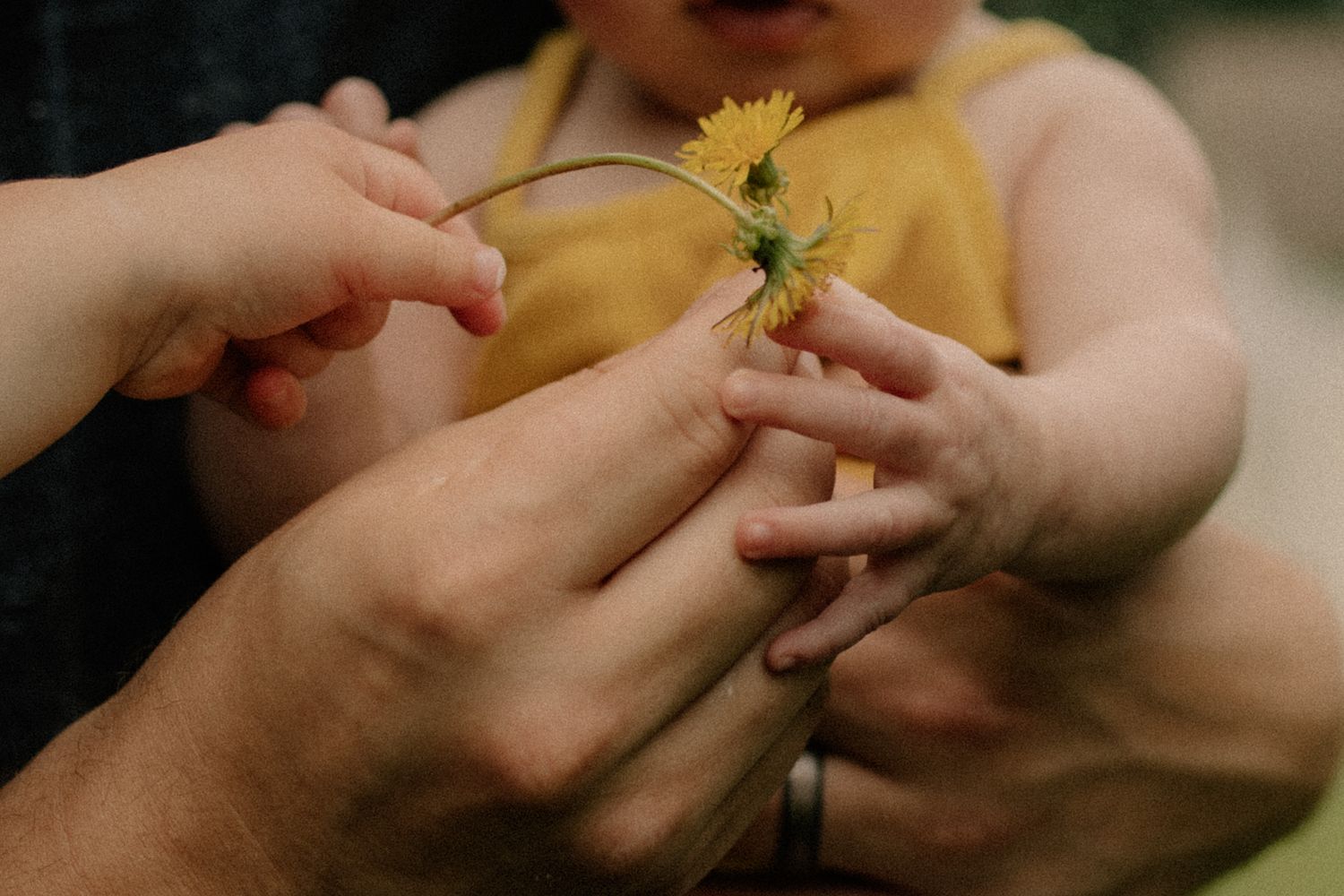Close-up of a child's hands holding yellow flower in soft natural light during documentary-style family photos