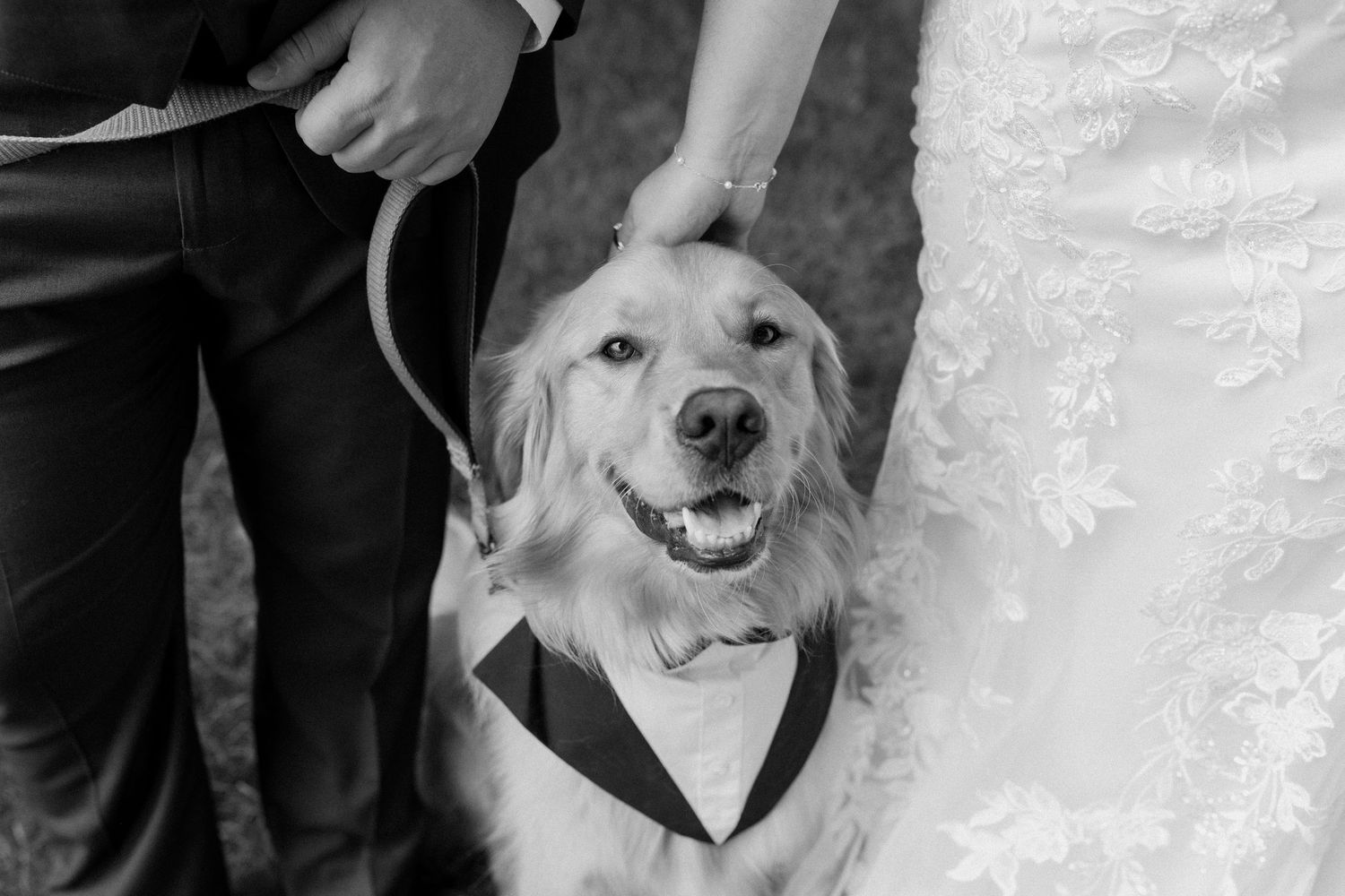 Black and white photo of a smiling golden retriever wearing a tuxedo bib, held by a bride and groom at their wedding.
