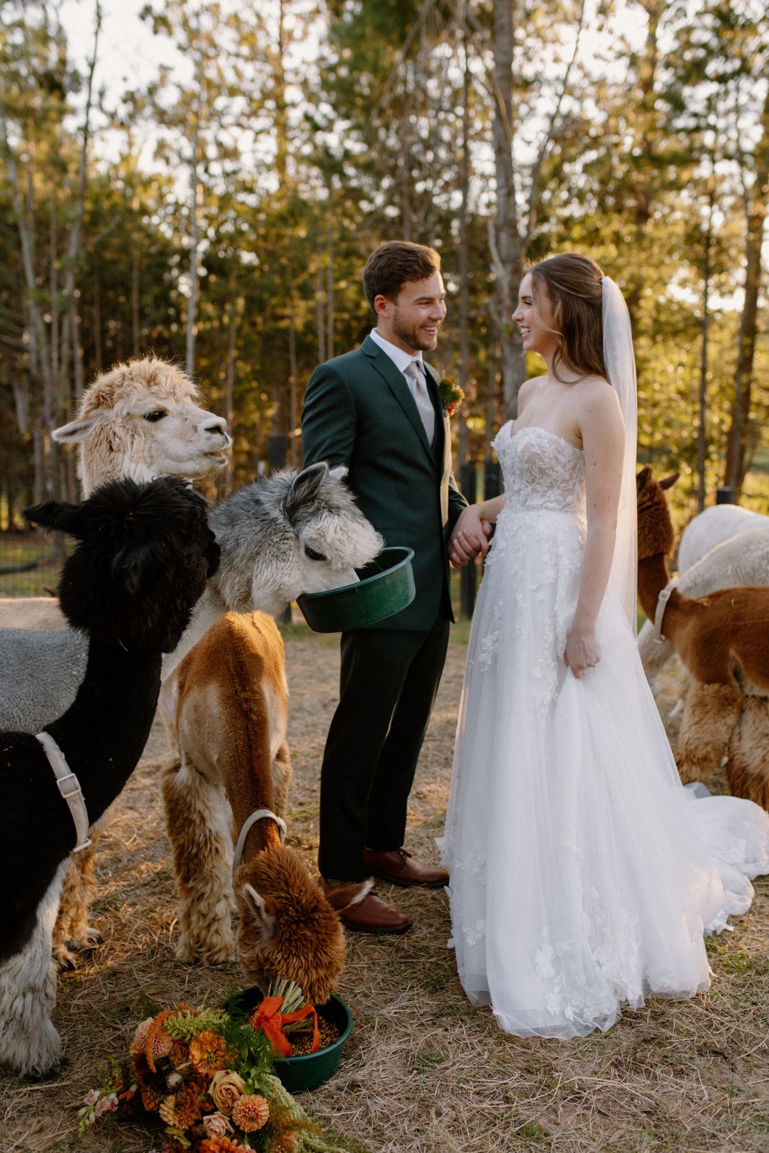 Bride and groom poses together during golden hour with alpacas in Wisconsin Dells farm wedding