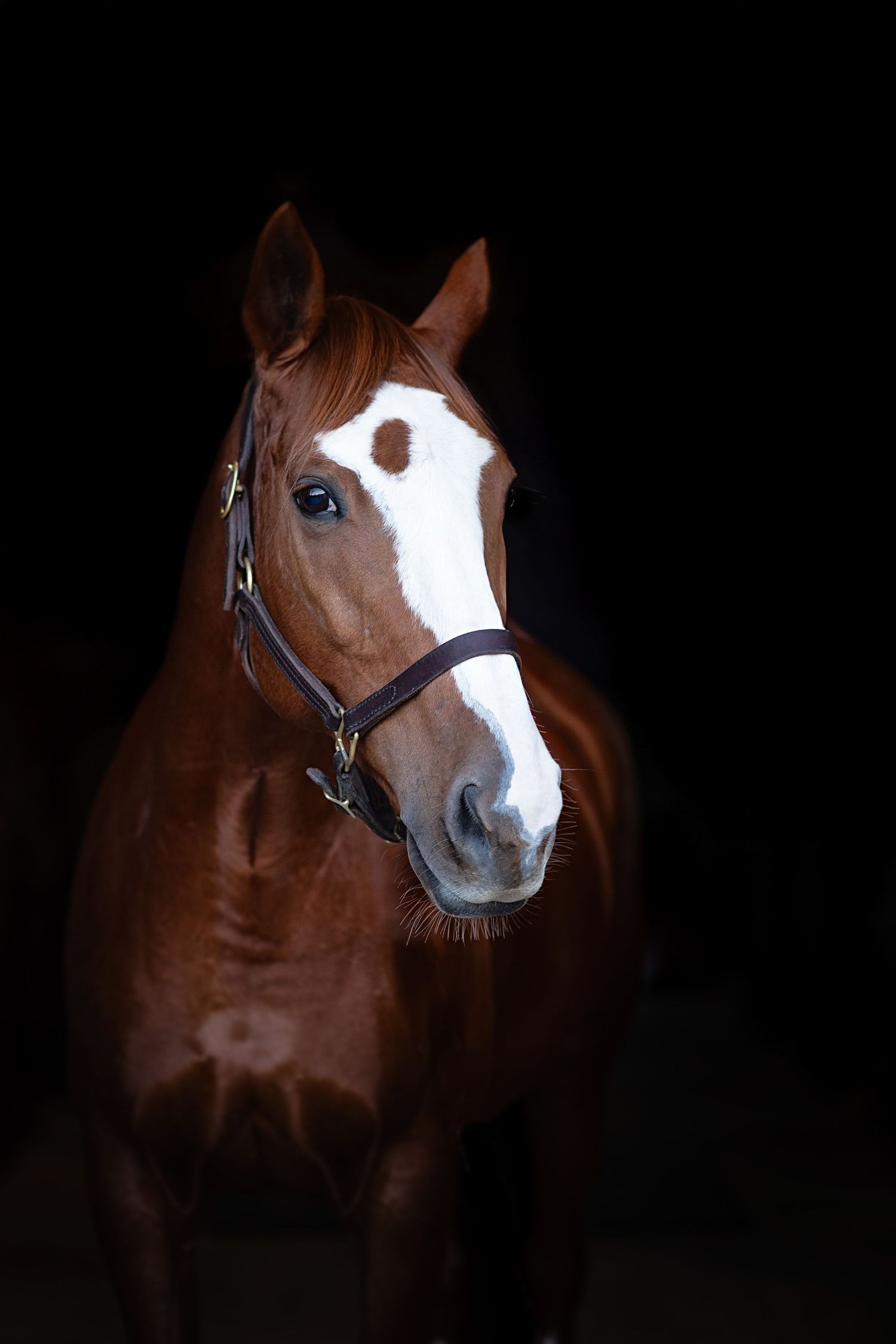 Close-up portraits of chestnut horse with distinctive white facial markings in low key lighting.